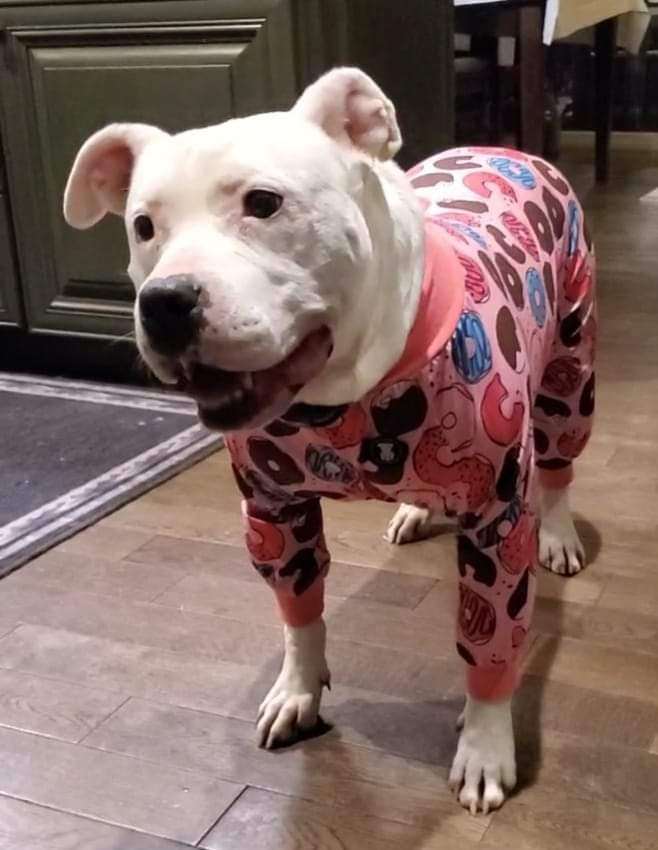 Chloe, an adoptable Pit Bull Terrier in Freeland, MI_image-1
