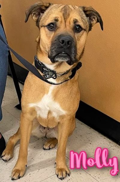 Molly, a Adoptable mixed breed in Cantonment, FL image 1/4