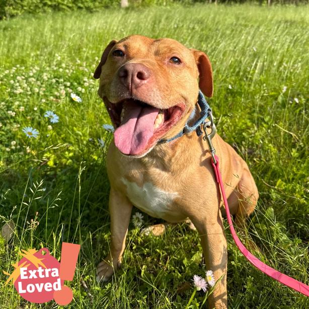 Enlarge Mandala, a Adoptable Mixed Breed in Pittsburgh, PA image 1/6