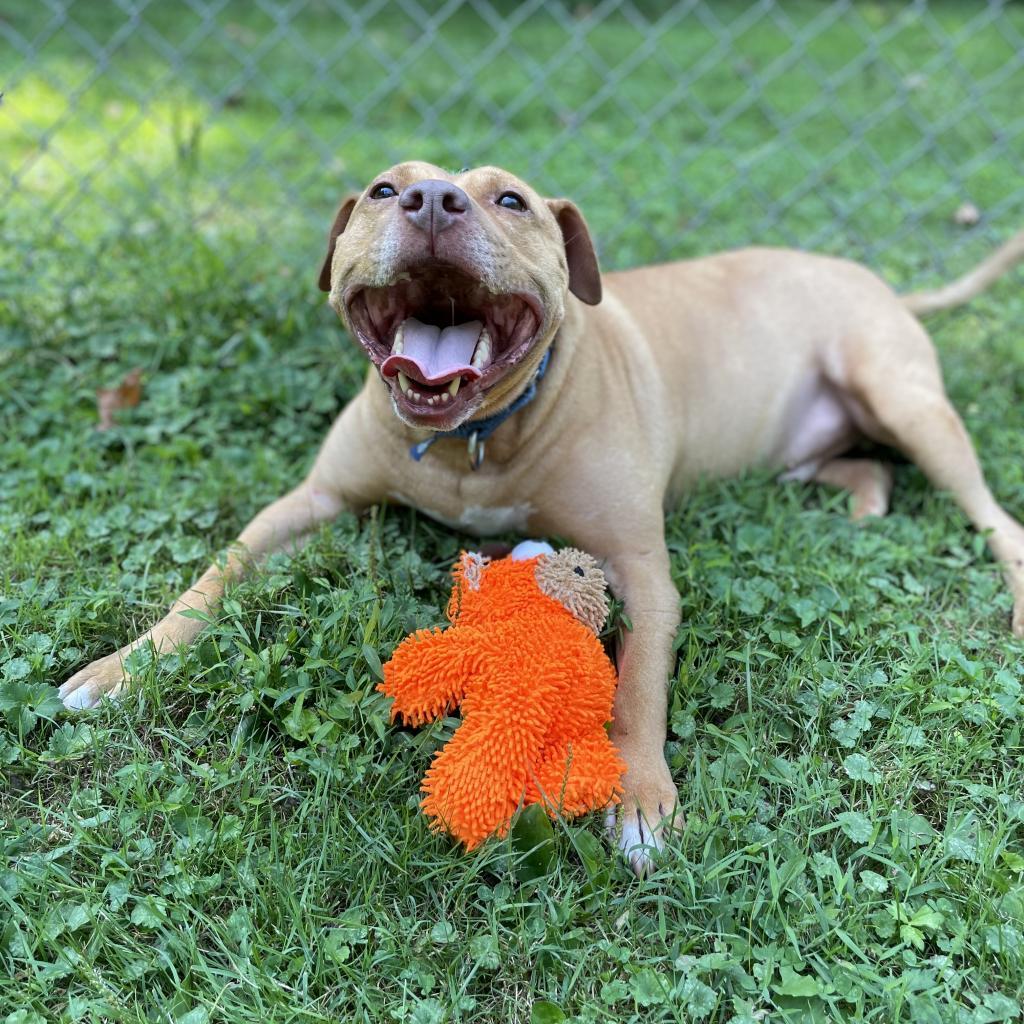 Enlarge Mandala, a Adoptable Mixed Breed in Pittsburgh, PA image 2/6