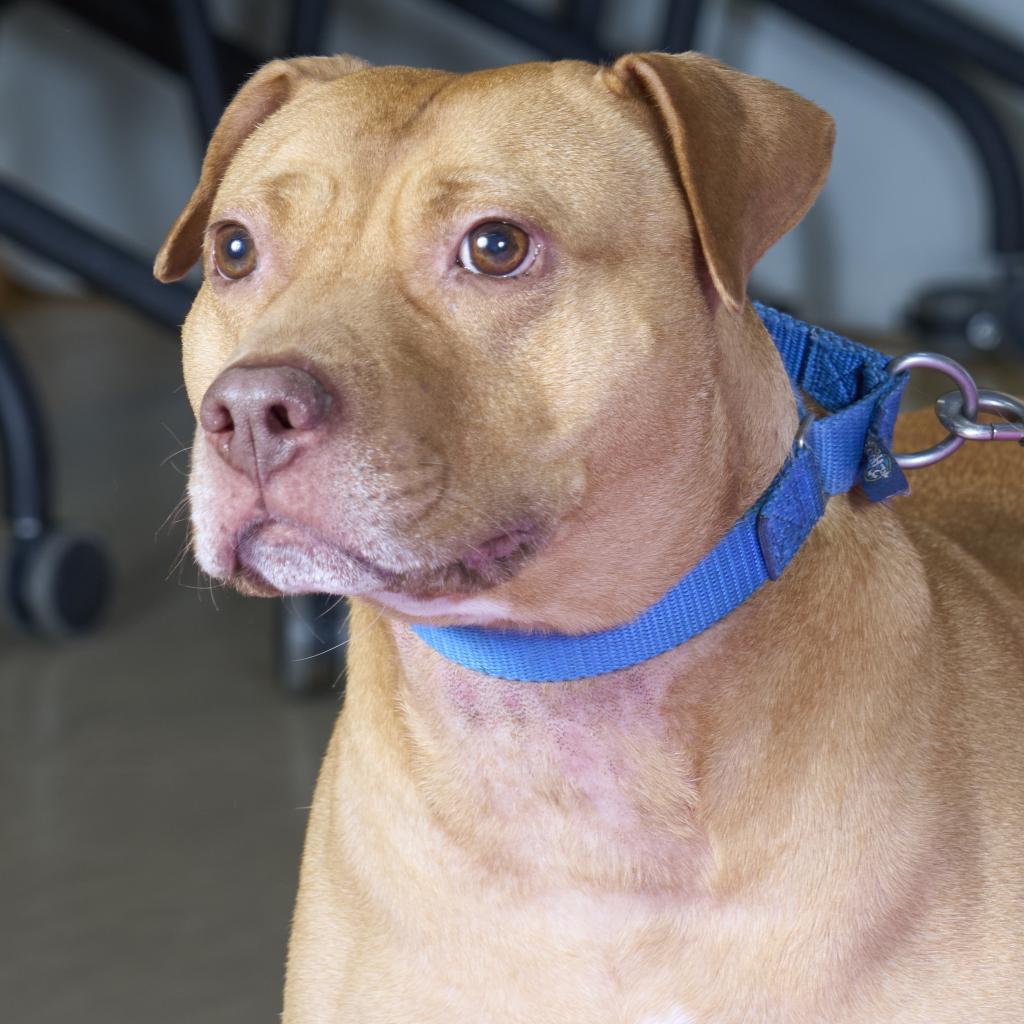 Mandala, Adoptable, Senior Male Mixed Breed.