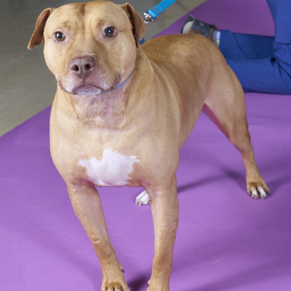 Enlarge Mandala, a Adoptable Mixed Breed in Pittsburgh, PA image 4/6