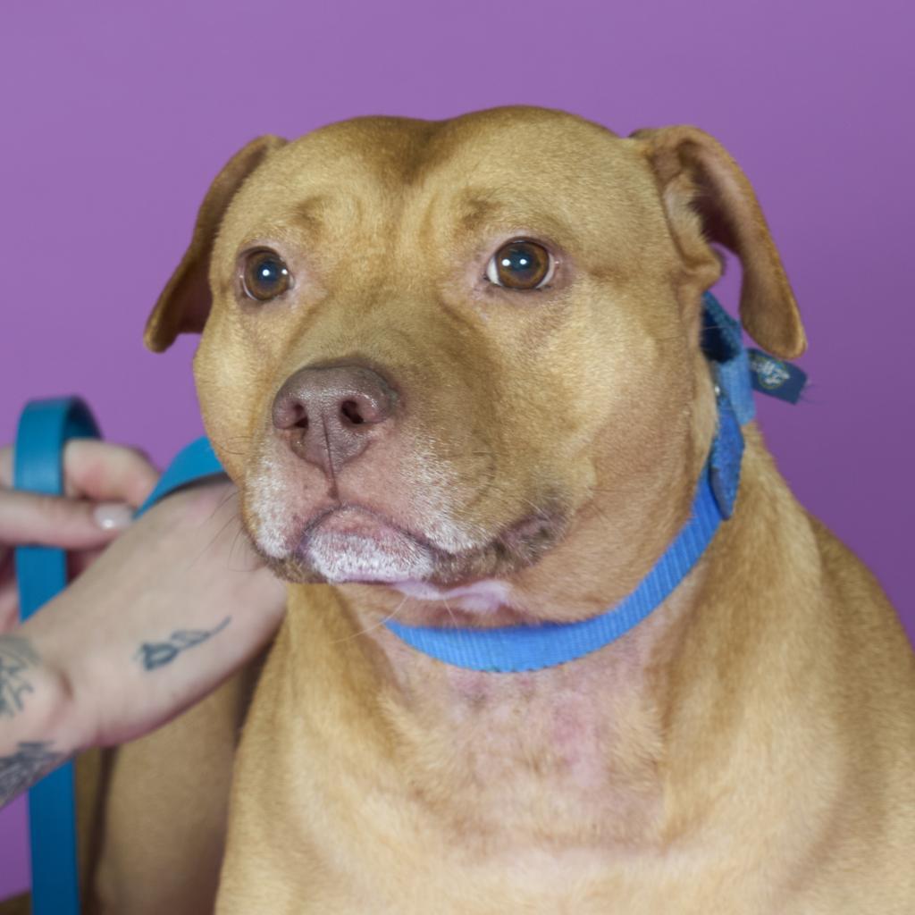 Enlarge Mandala, a Adoptable Mixed Breed in Pittsburgh, PA image 5/6