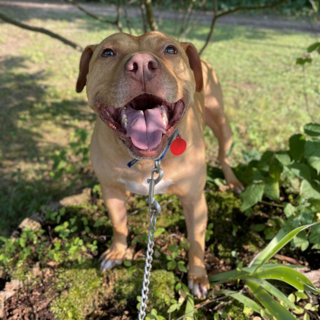 Enlarge Mandala, a Adoptable Mixed Breed in Pittsburgh, PA image 6/6