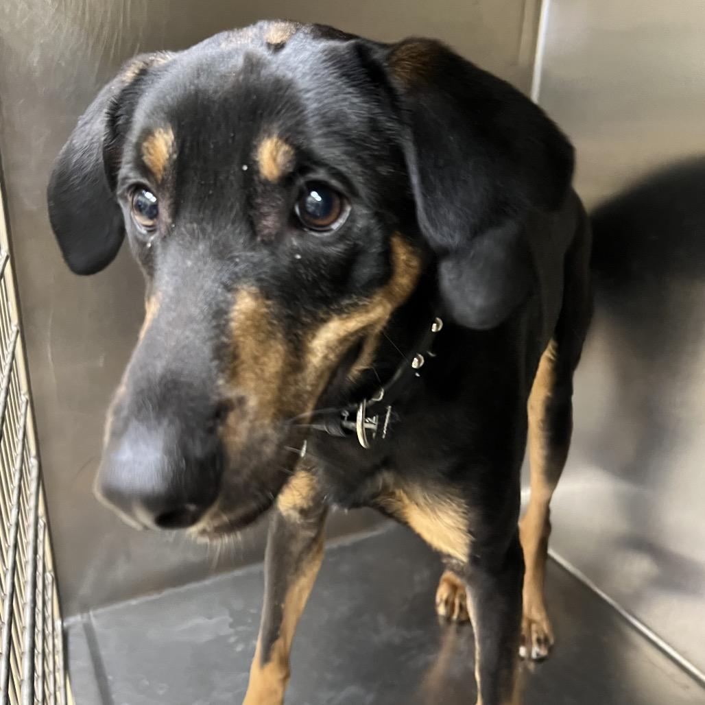 Tomathon, Adoptable, Adult Male Mixed Breed.