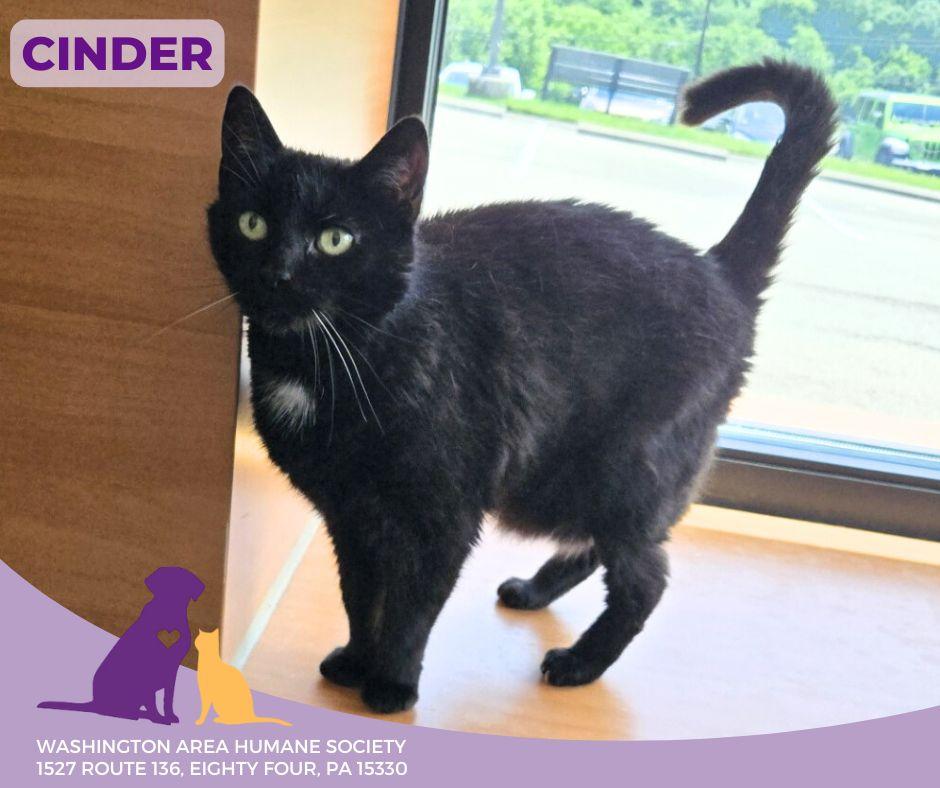 Cinder, Adoptable, Senior Female Domestic Short Hair.
