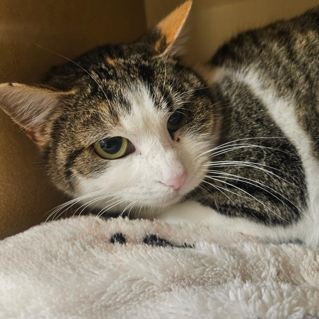 Enlarge Pixel, a Adoptable Domestic Short Hair in Grantsville, UT image 1/2