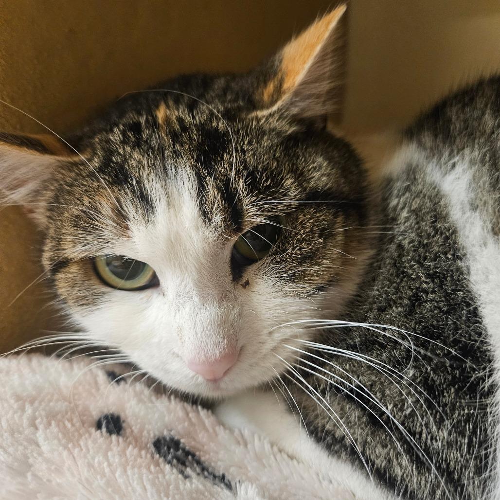 Enlarge Pixel, a Adoptable Domestic Short Hair in Grantsville, UT image 2/2