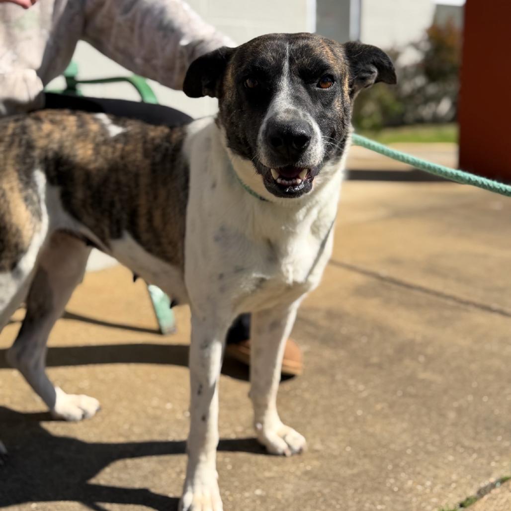 Maya, Adoptable, Adult Female Mixed Breed.