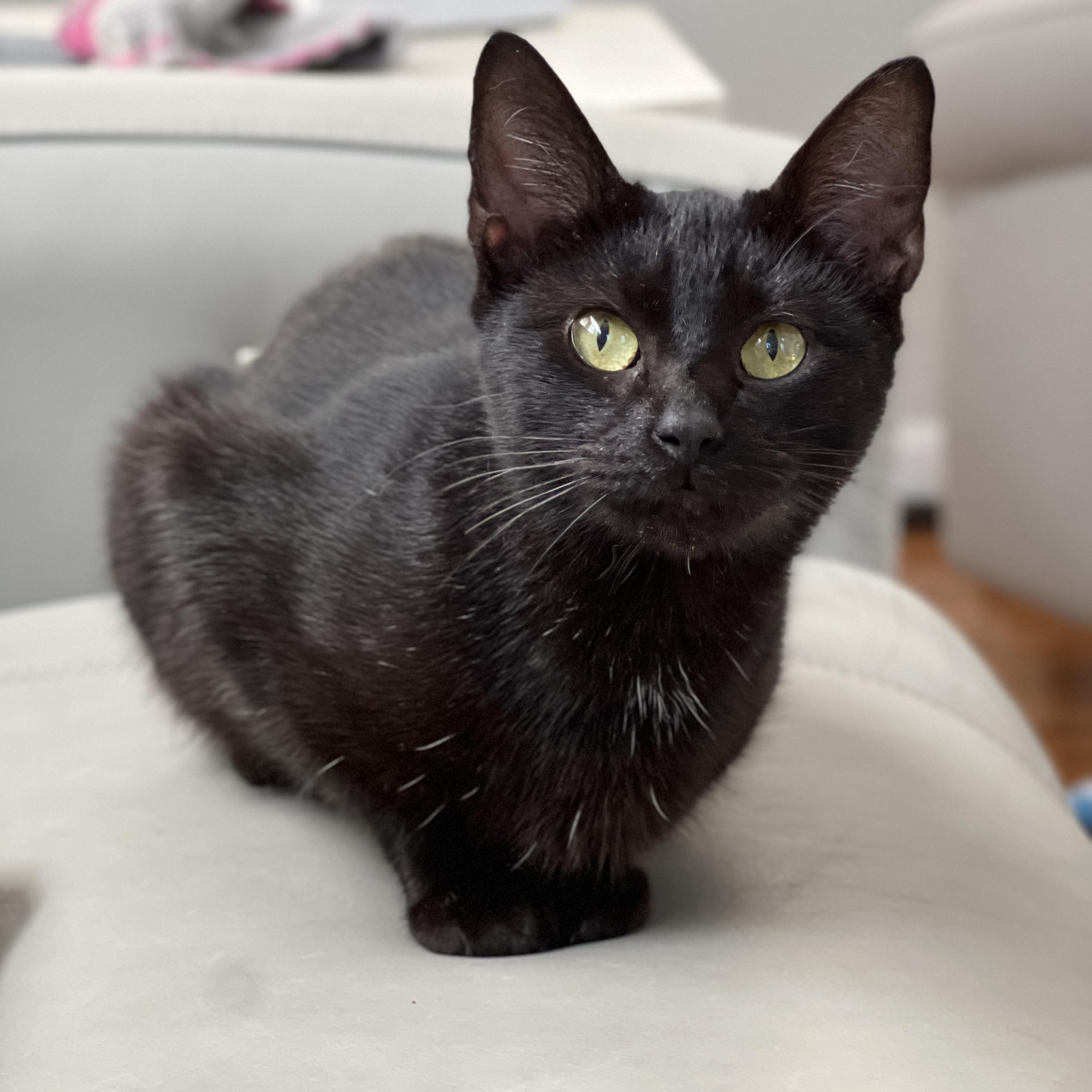 Enlarge Remi, a Adopted Domestic Short Hair in Hughesville, MD image 3/6