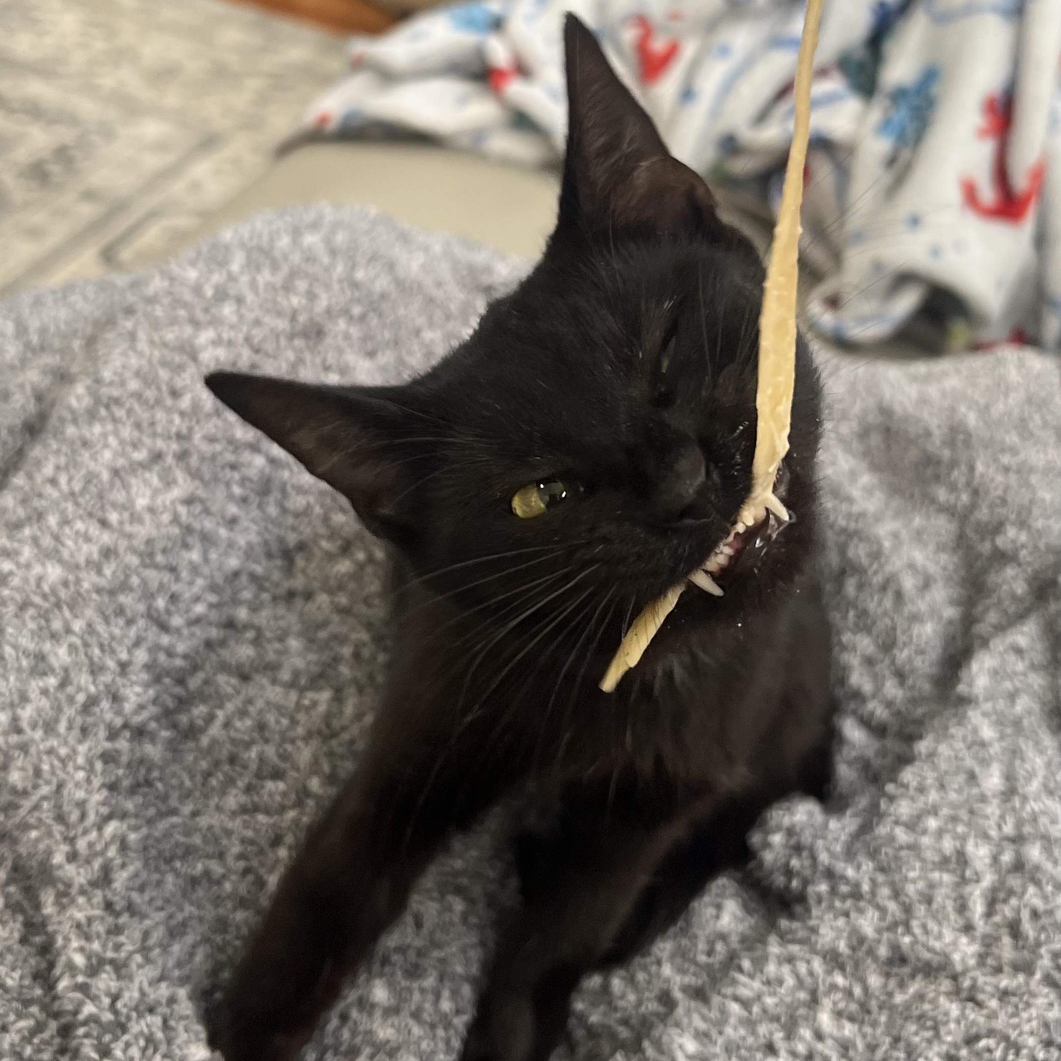 Enlarge Remi, a Adopted Domestic Short Hair in Hughesville, MD image 5/6