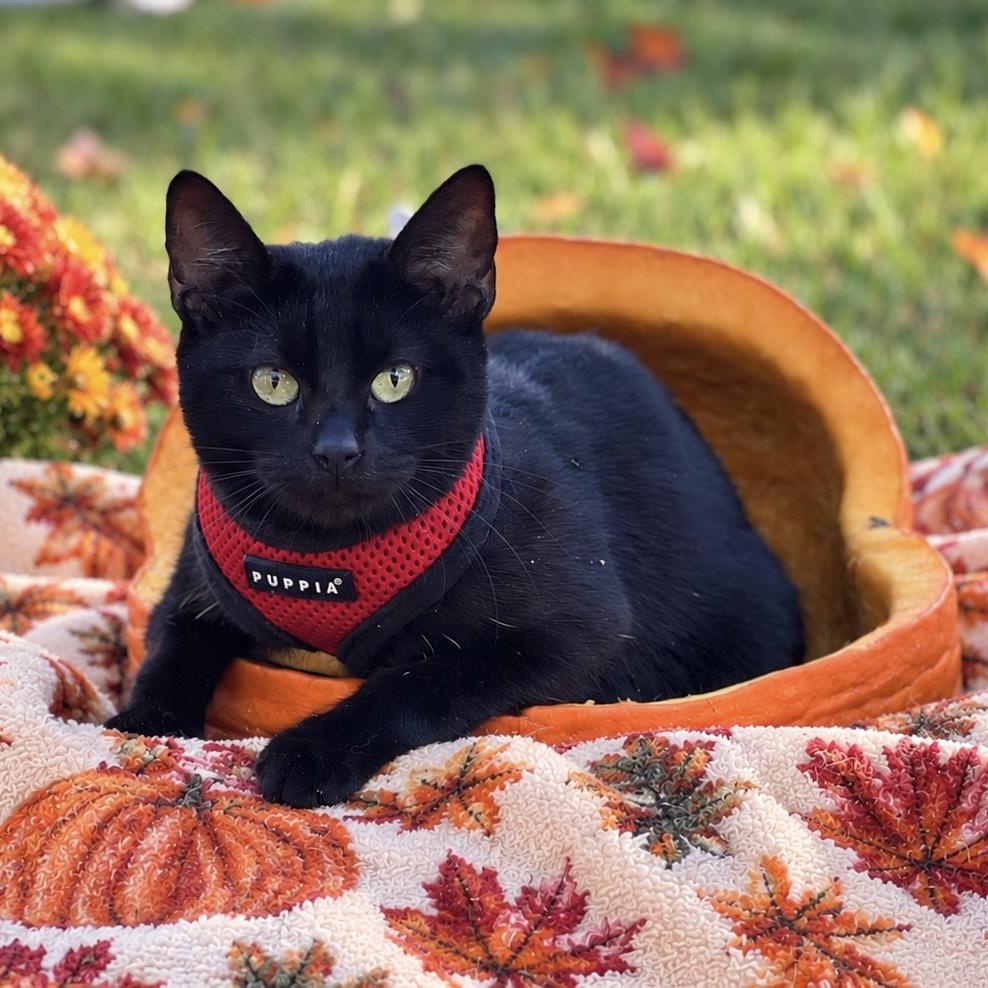 Remi, Adopted, Young Female Domestic Short Hair.