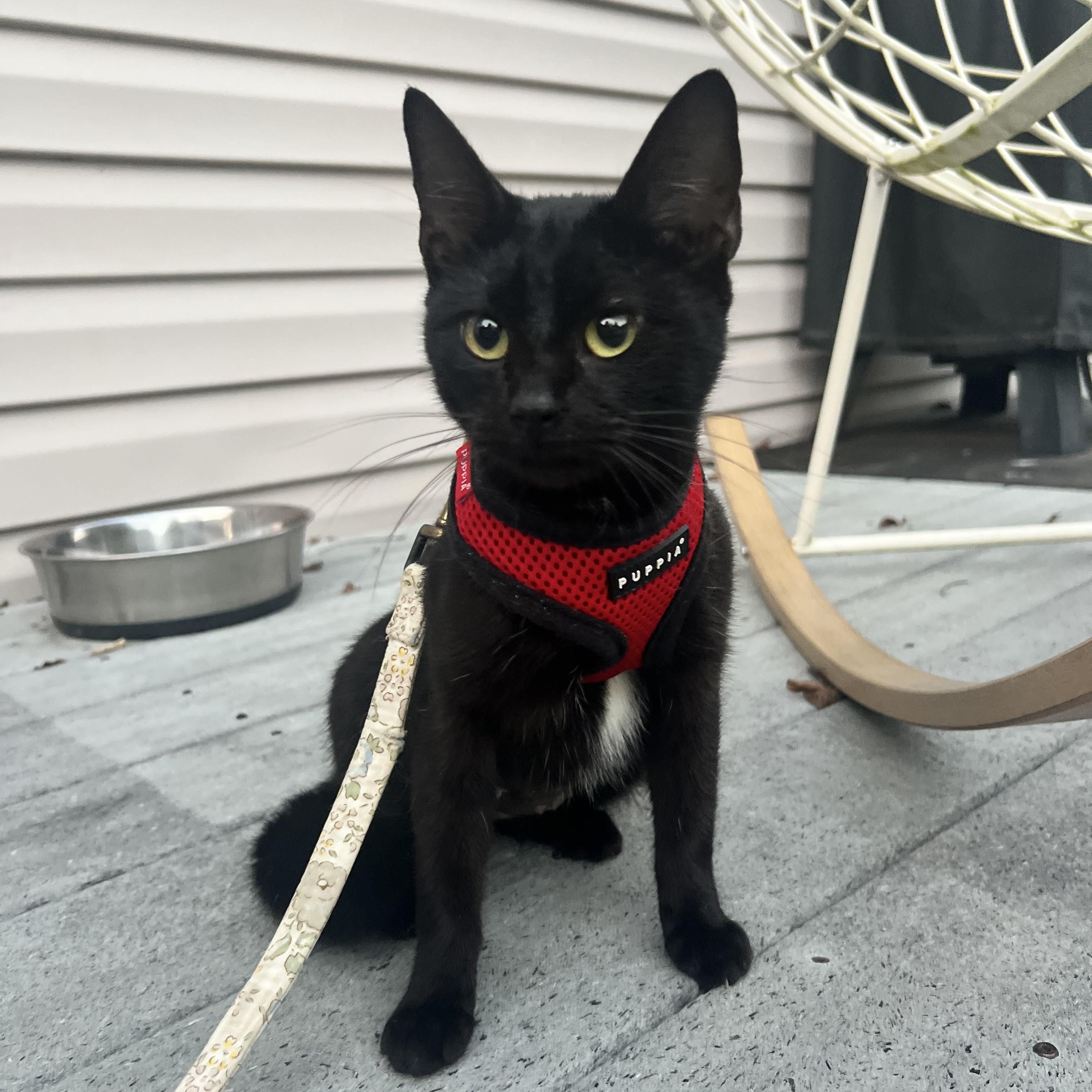 Enlarge Remi, a Adopted Domestic Short Hair in Hughesville, MD image 4/6