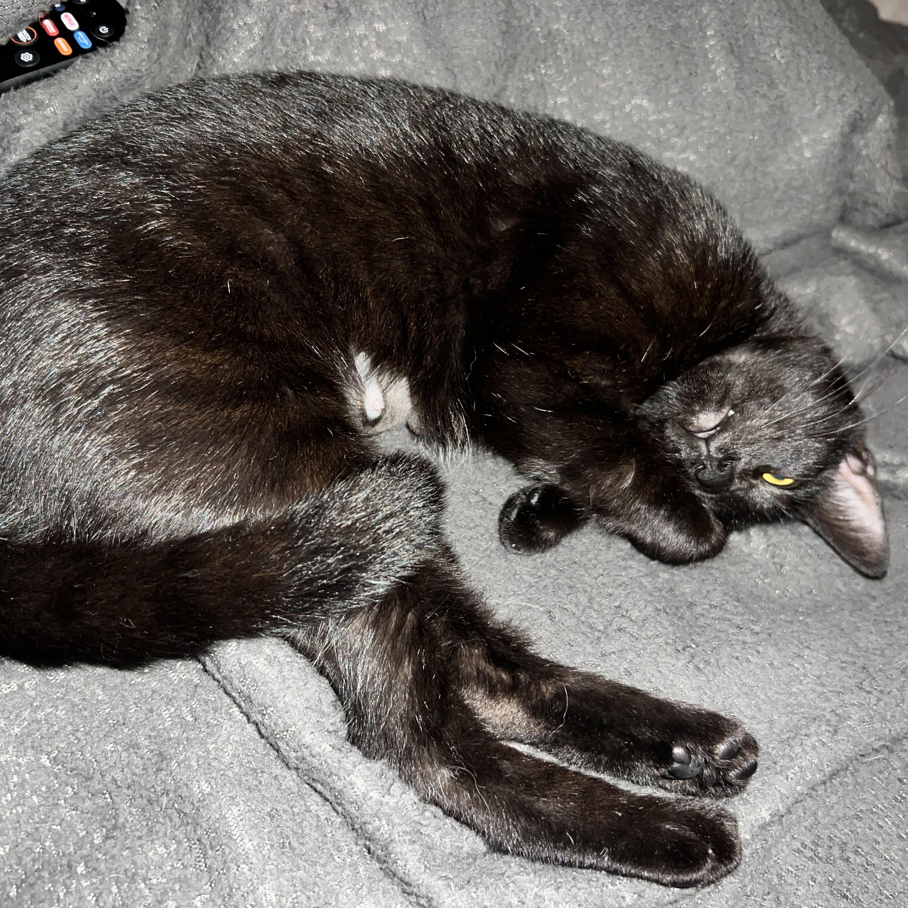 Enlarge Remi, a Adopted Domestic Short Hair in Hughesville, MD image 6/6
