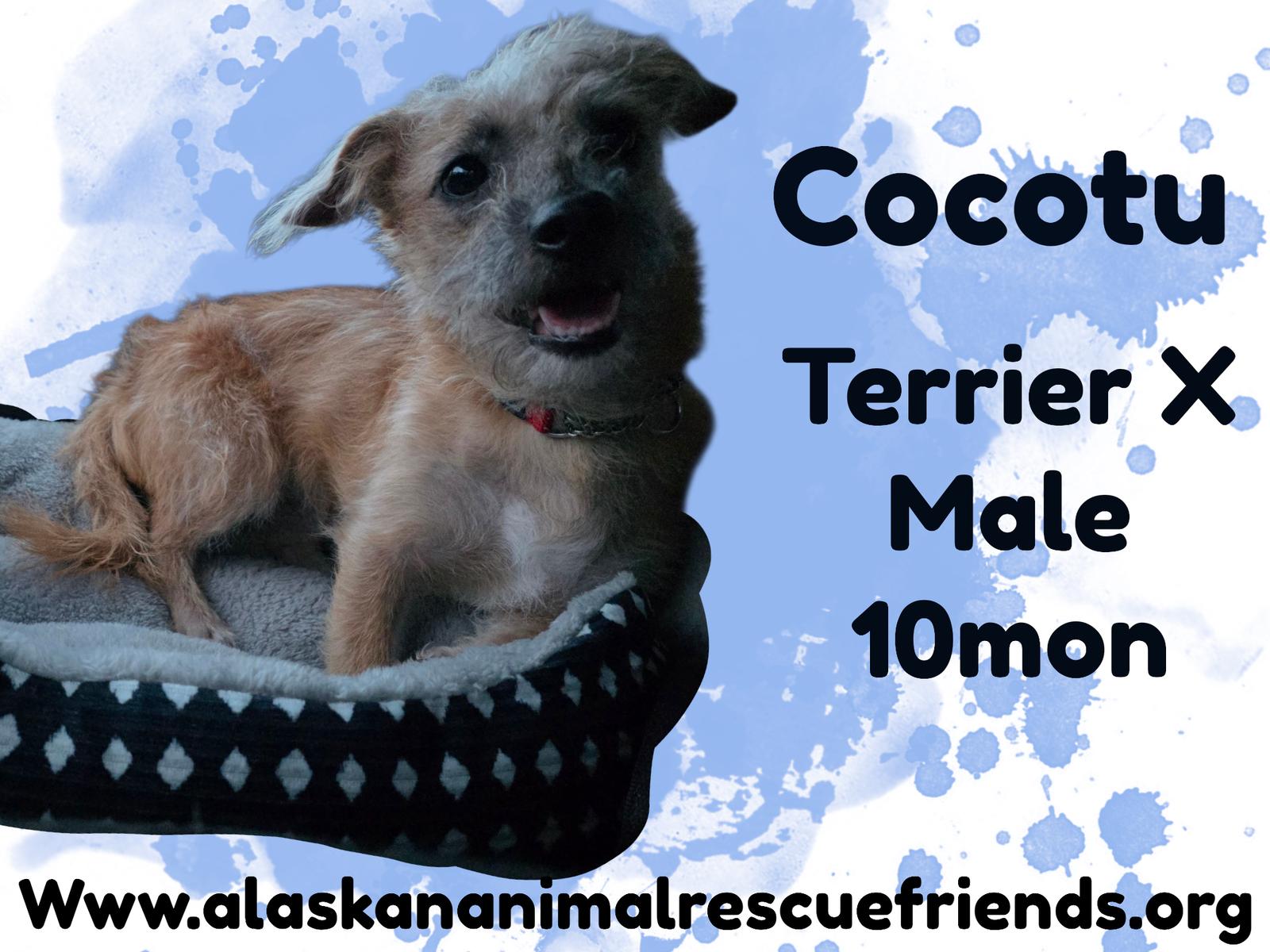 Cocotu, Adoptable, Young Male Terrier.