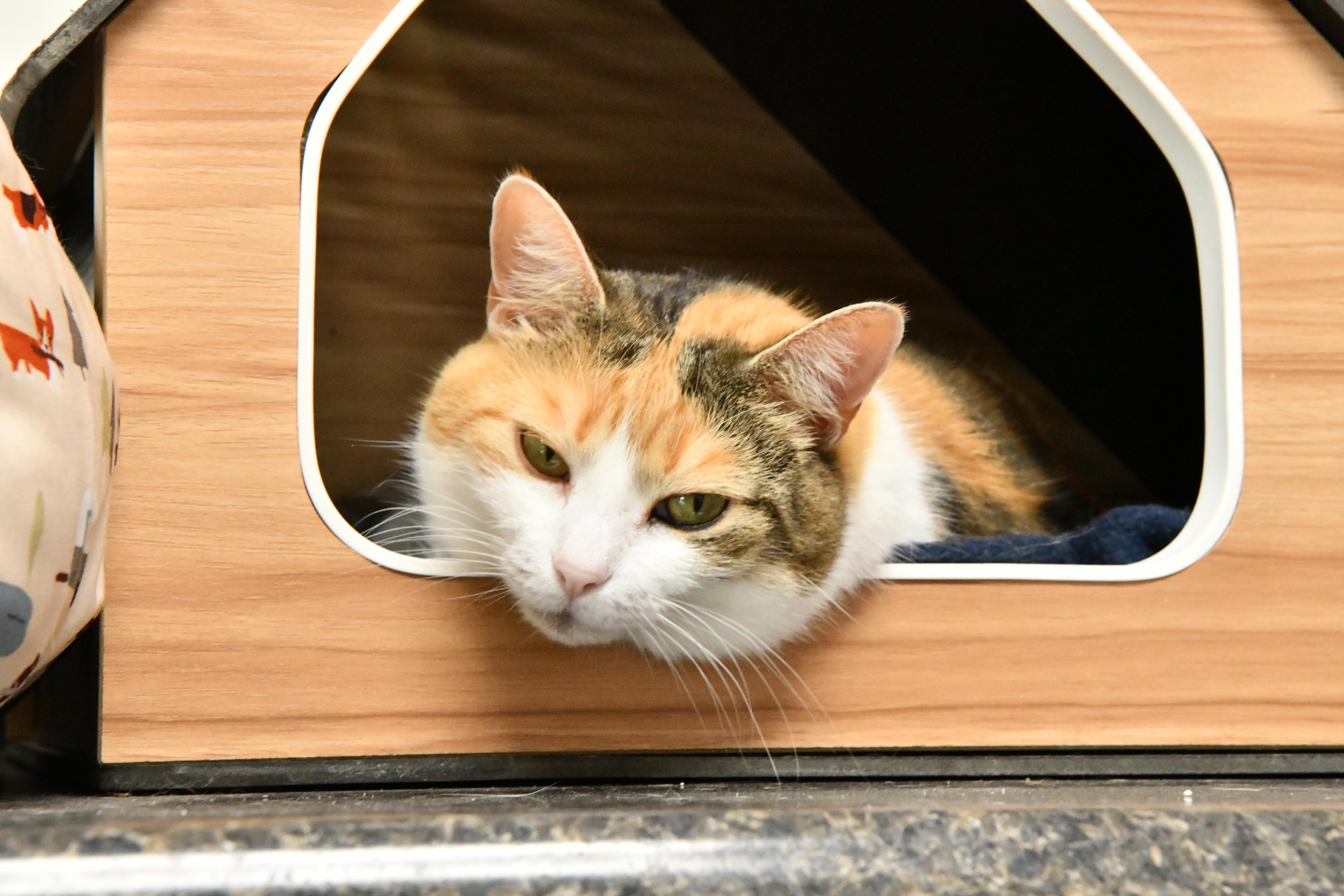 Enlarge Athena, a Adoptable Domestic Short Hair in Fairhope, AL image 1/5