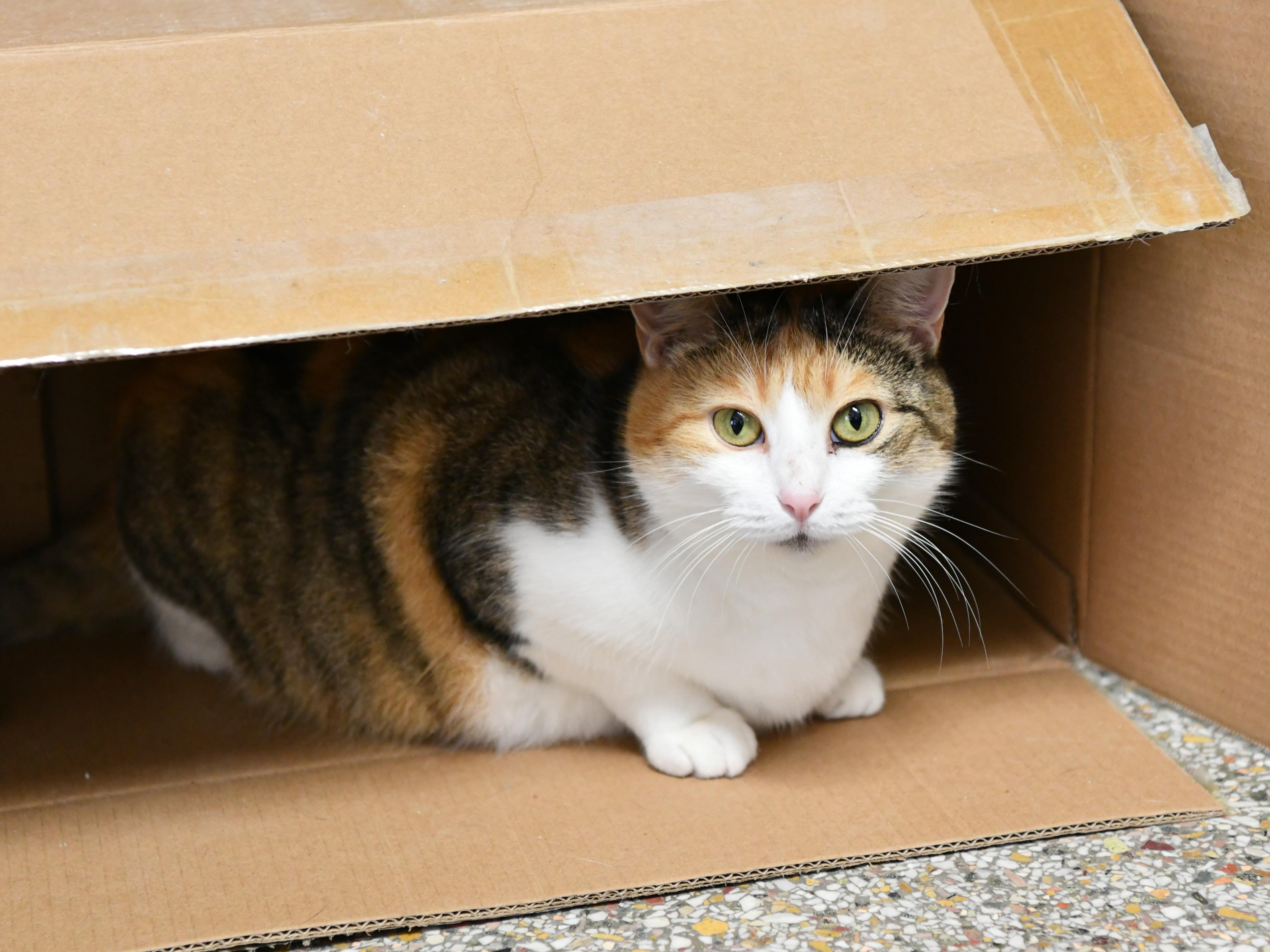 Athena, Adoptable, Adult Female Domestic Short Hair.