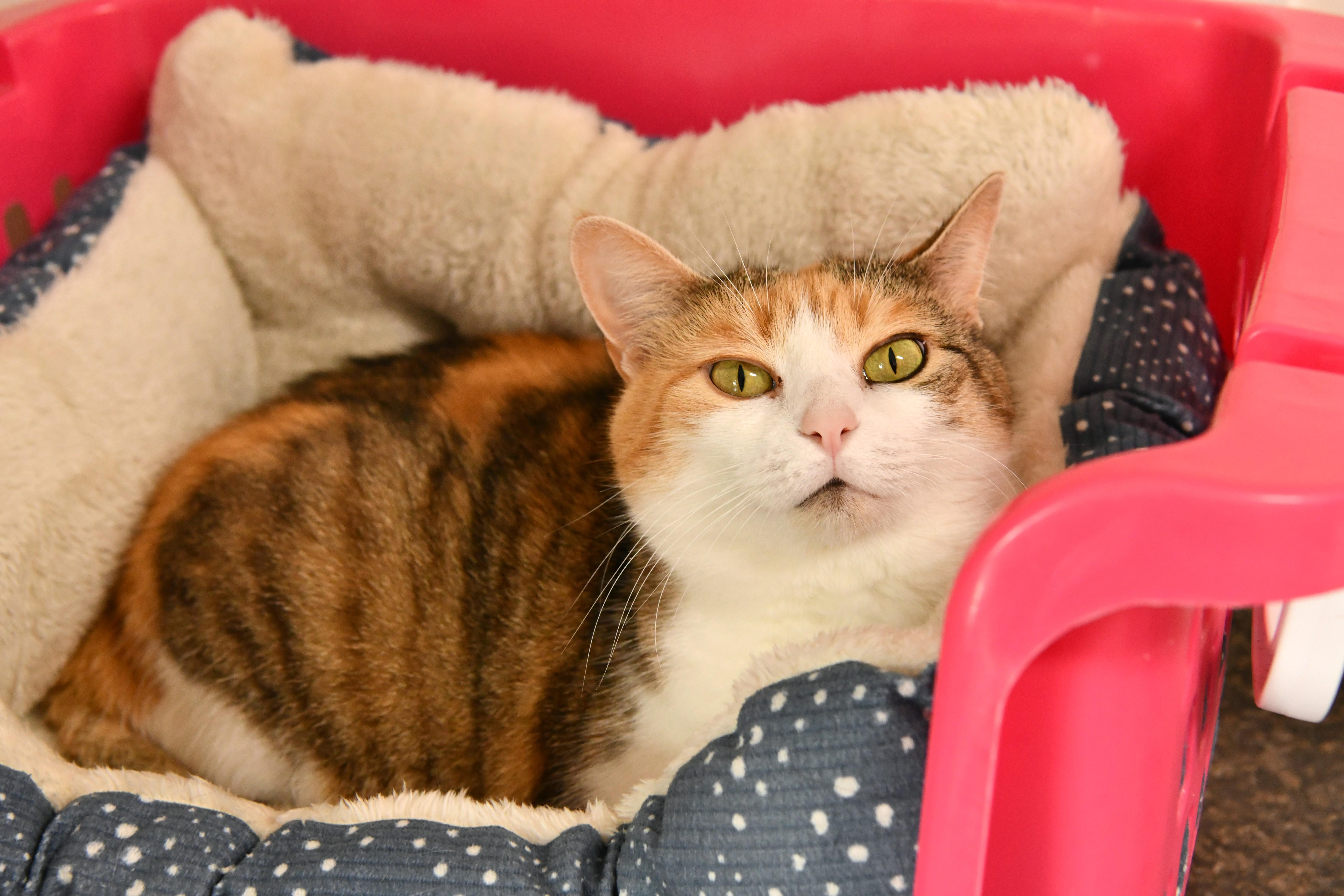 Enlarge Athena, a Adoptable Domestic Short Hair in Fairhope, AL image 1/6