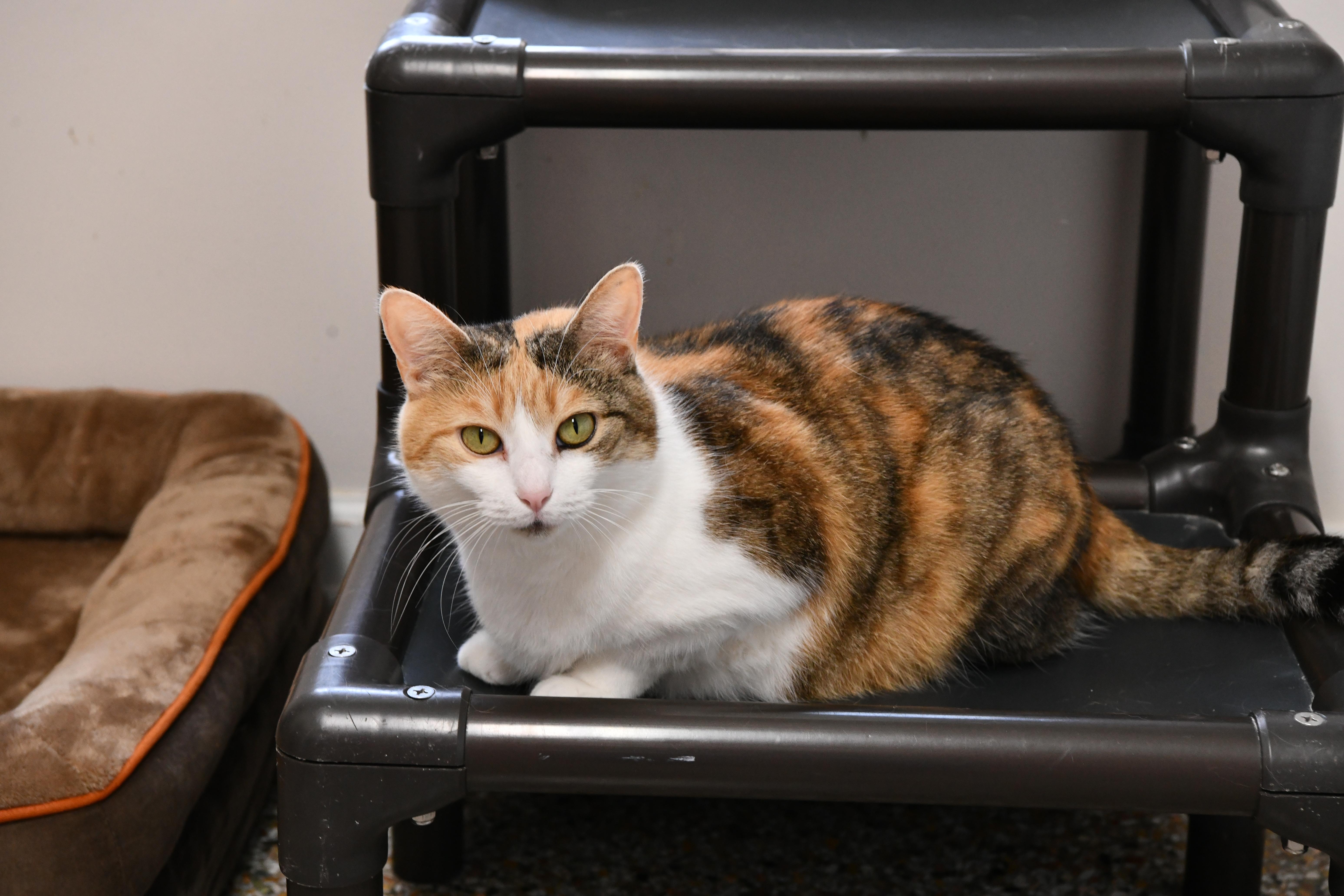 Enlarge Athena, a Adoptable Domestic Short Hair in Fairhope, AL image 4/6