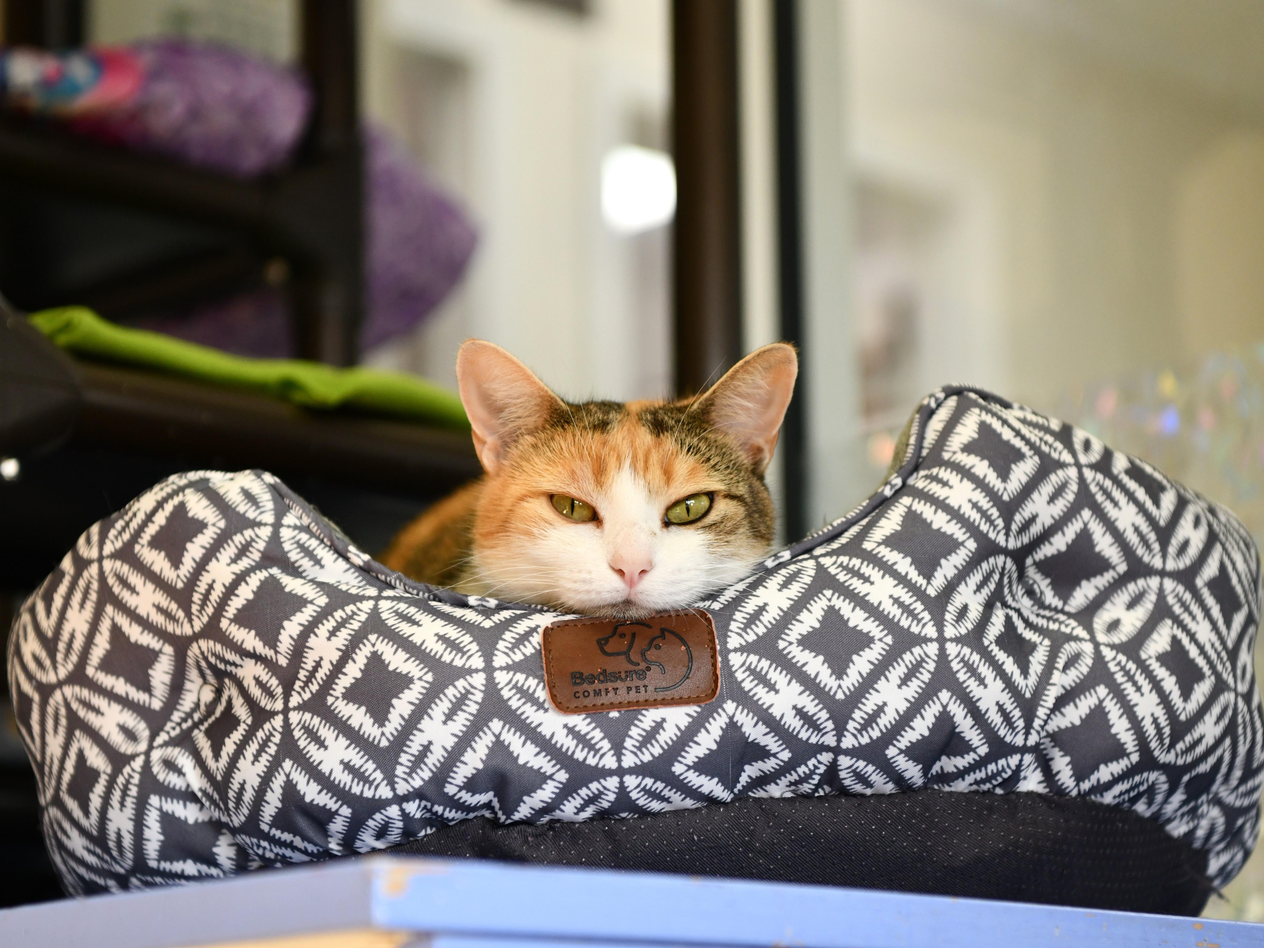 Athena, Adoptable, Adult Female Domestic Short Hair.