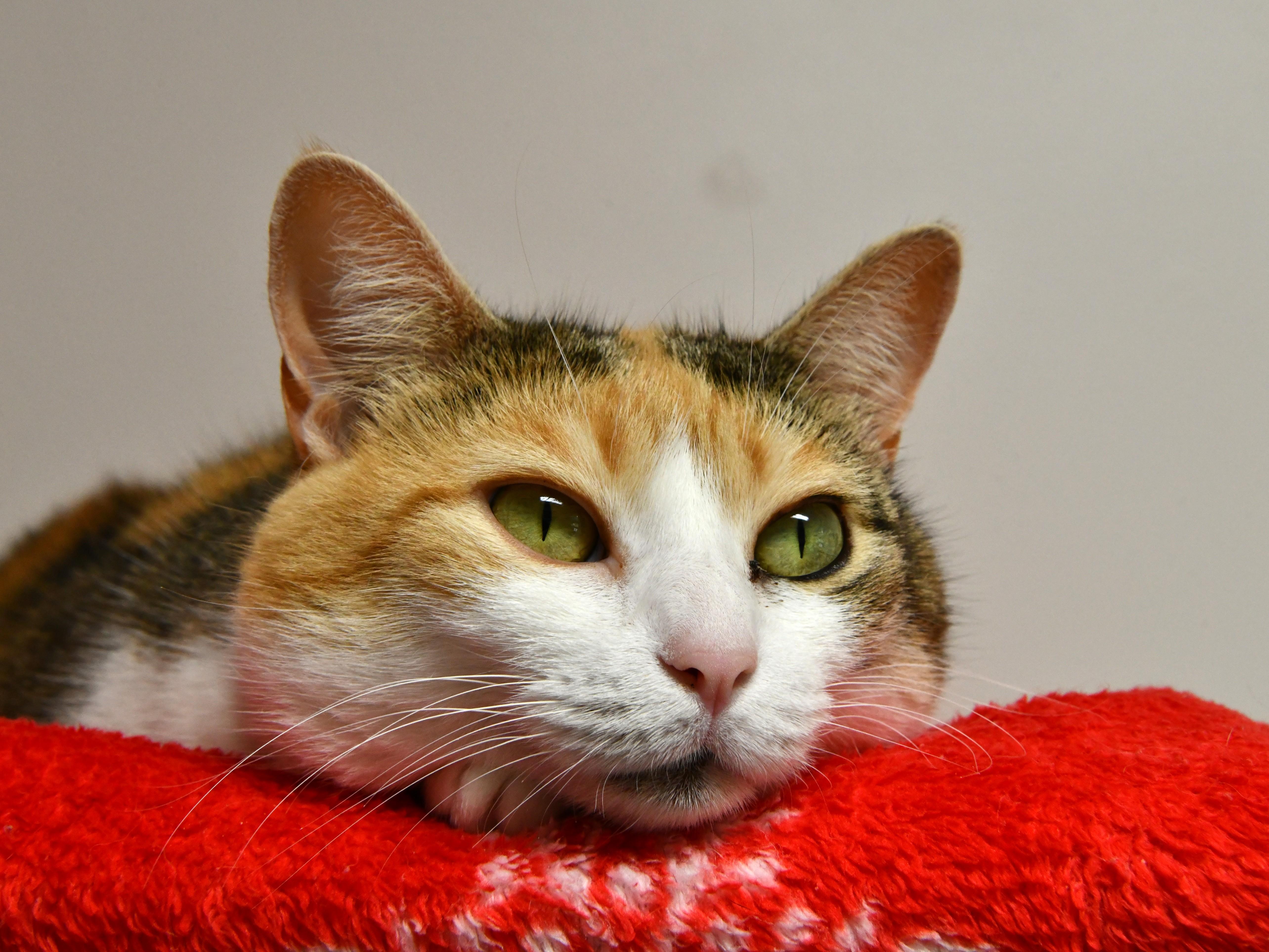 Athena, a Adoptable Domestic Short Hair in Fairhope, AL image 1/6