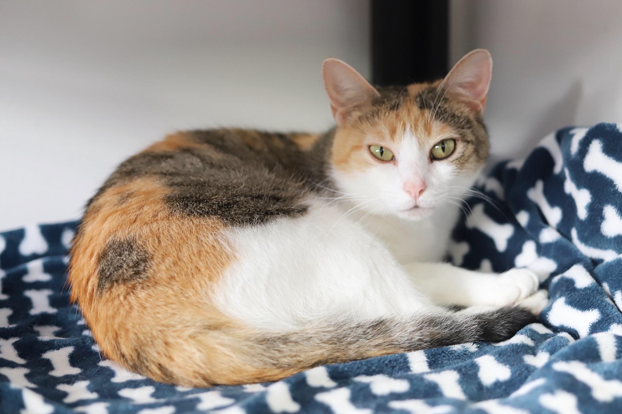 Athena, a Adoptable Domestic Short Hair in Fairhope, AL image 2/3