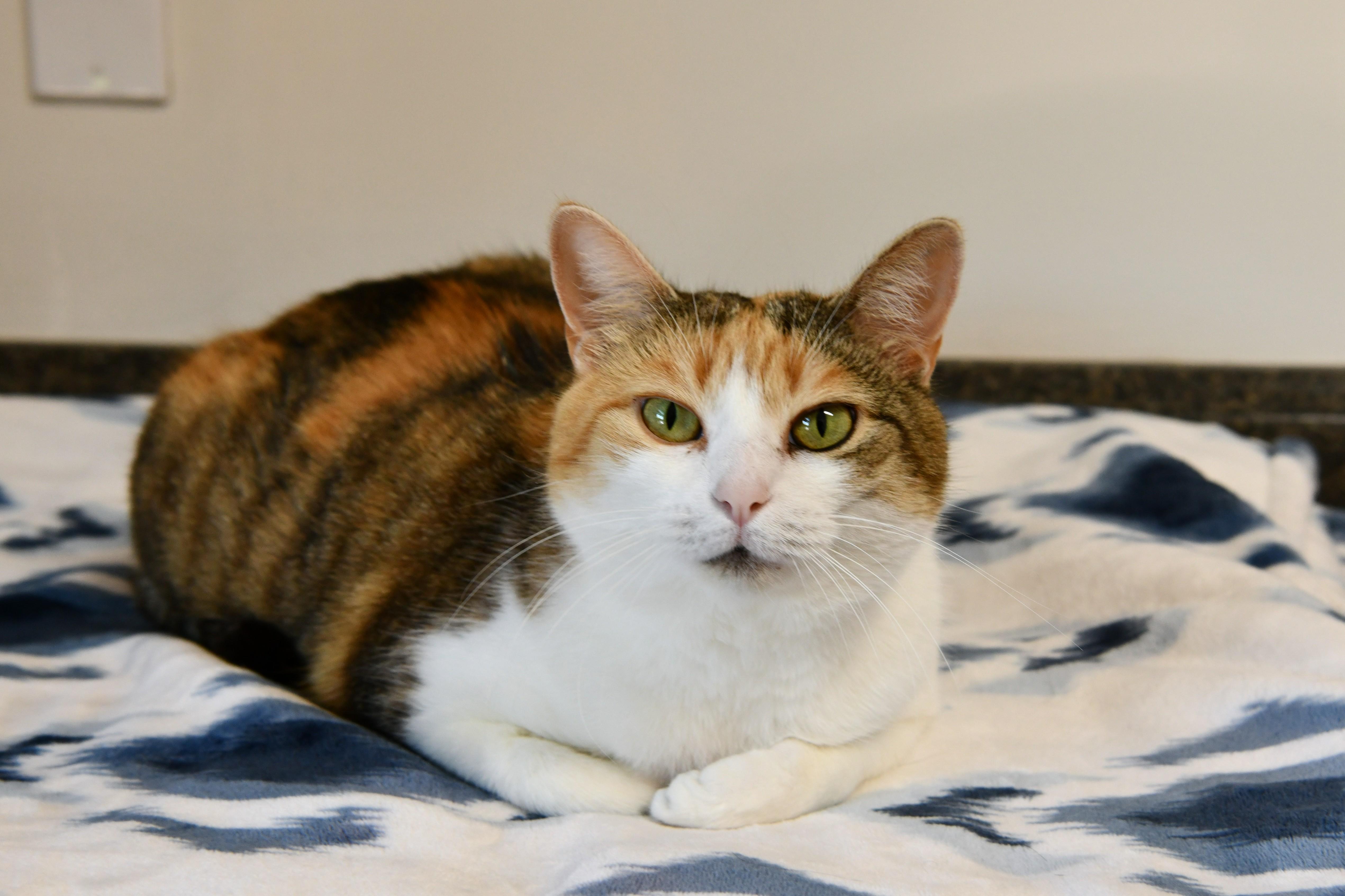 Enlarge Athena, a Adoptable Domestic Short Hair in Fairhope, AL image 1/4