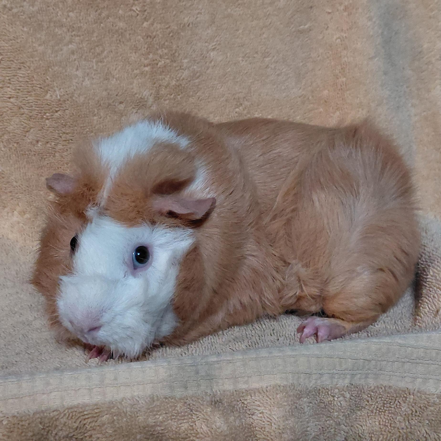 Enlarge William , a ADOPTABLE Abyssinian in Cincinnati, OH image 1/1