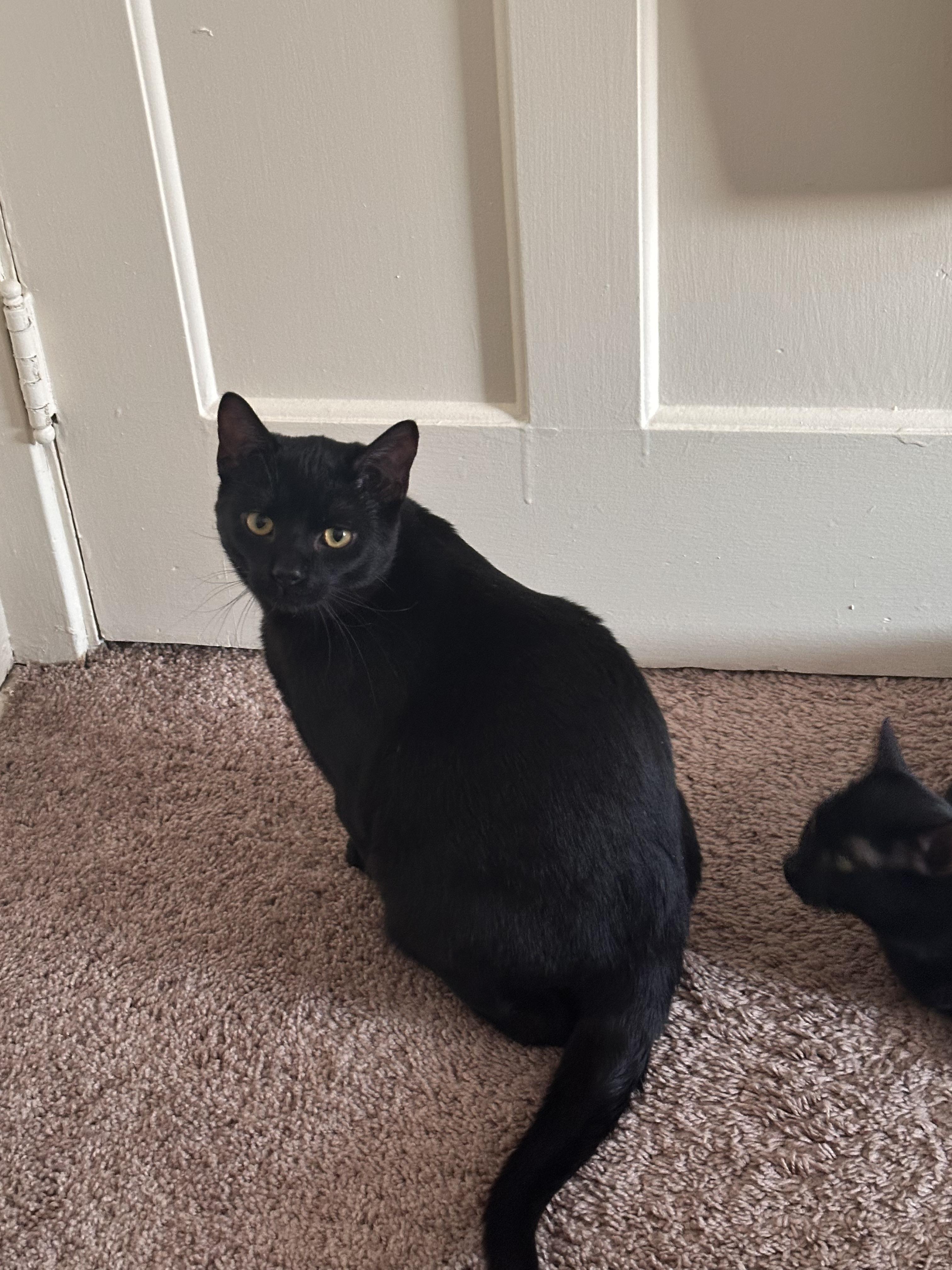 Enlarge Bacon, a ADOPTABLE Domestic Short Hair in Columbus, OH image 3/5