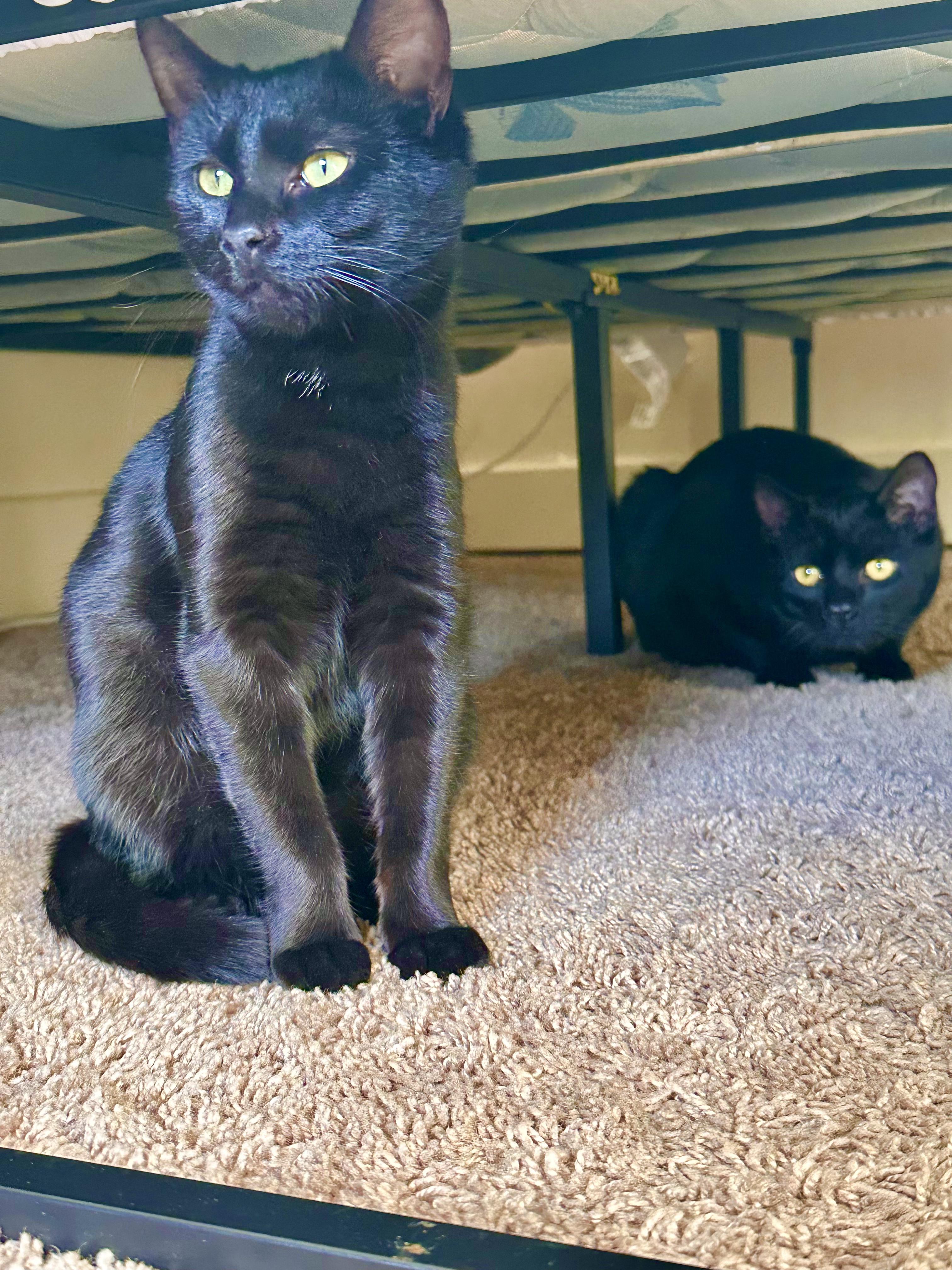 Enlarge Bacon, a ADOPTABLE Domestic Short Hair in Columbus, OH image 4/5