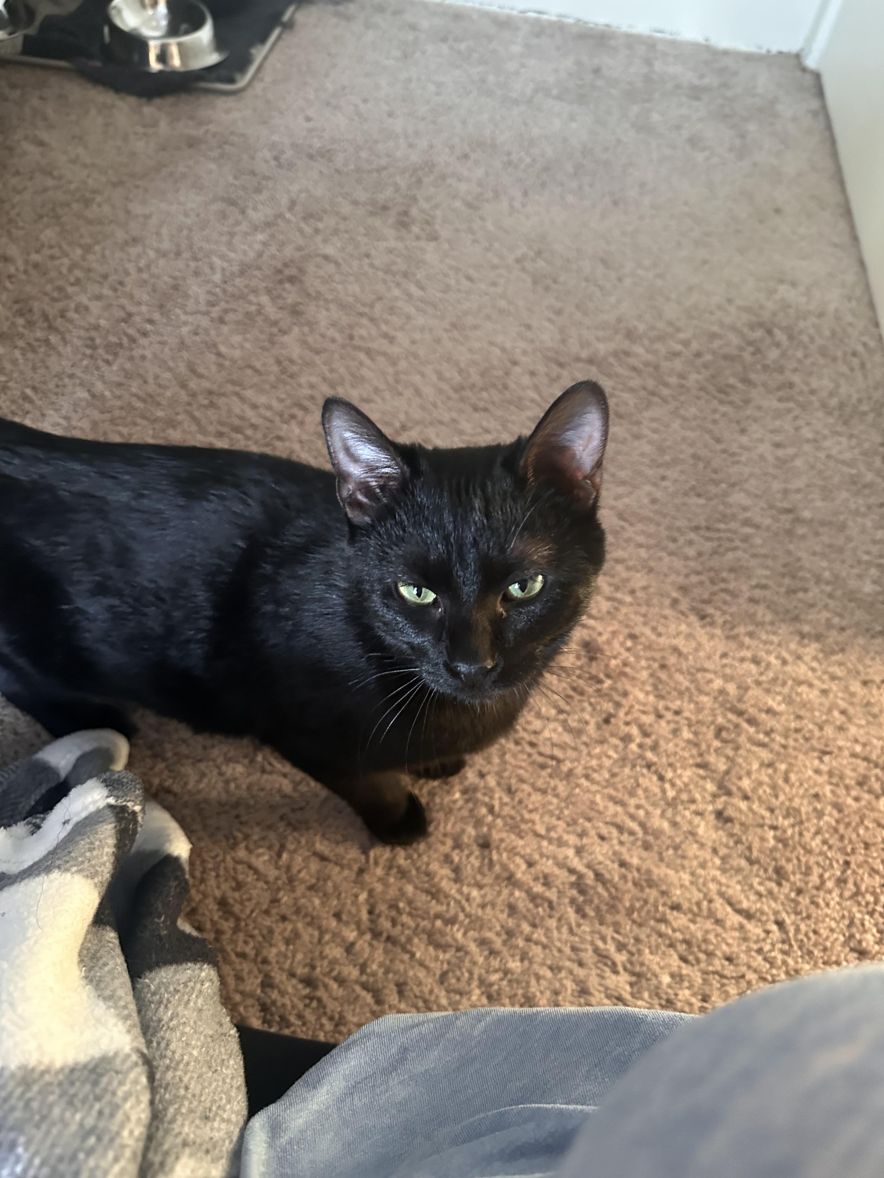 Enlarge Bacon, a ADOPTABLE Domestic Short Hair in Columbus, OH image 2/5