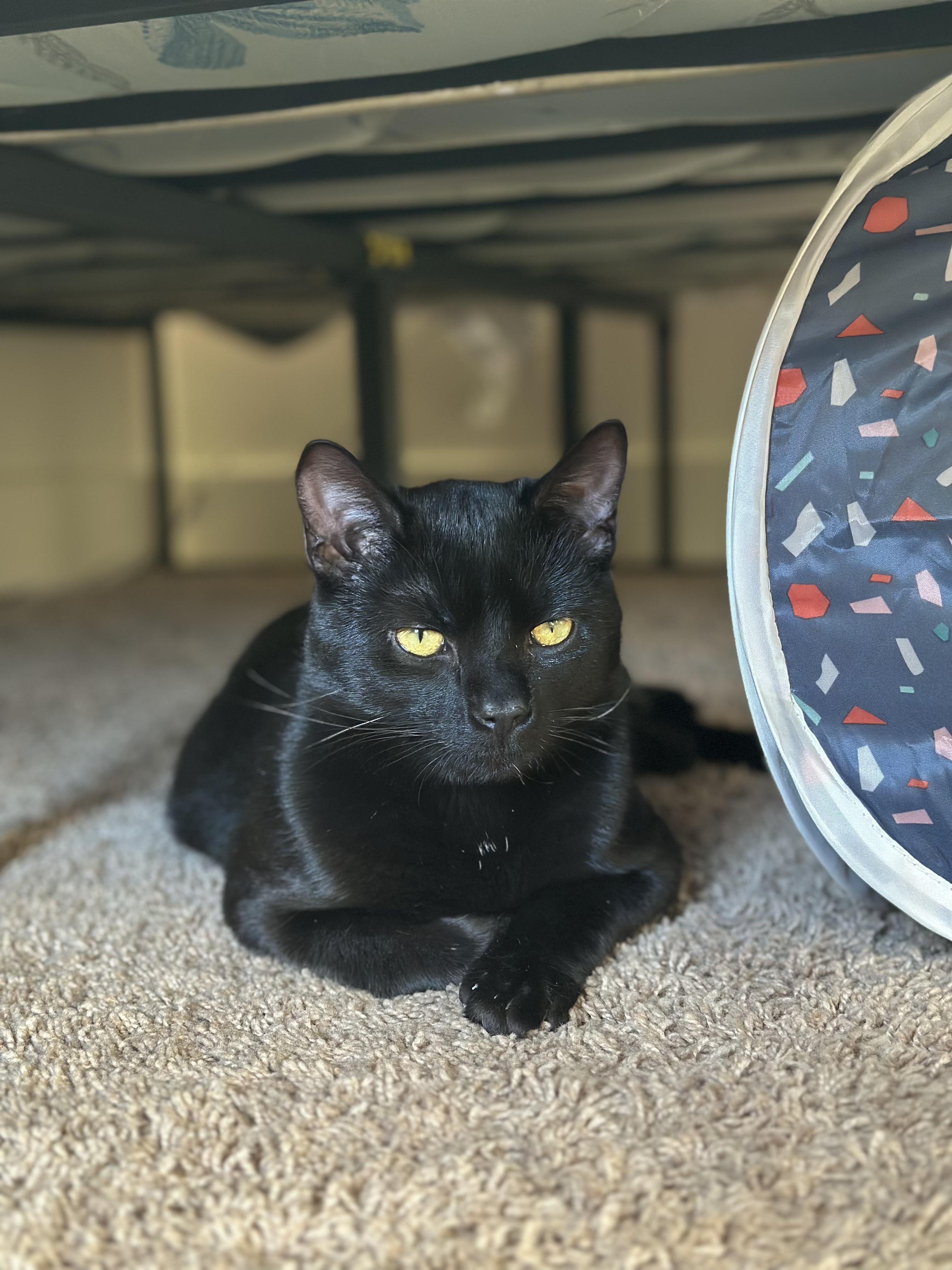 Bacon, ADOPTABLE, Young Male Domestic Short Hair.