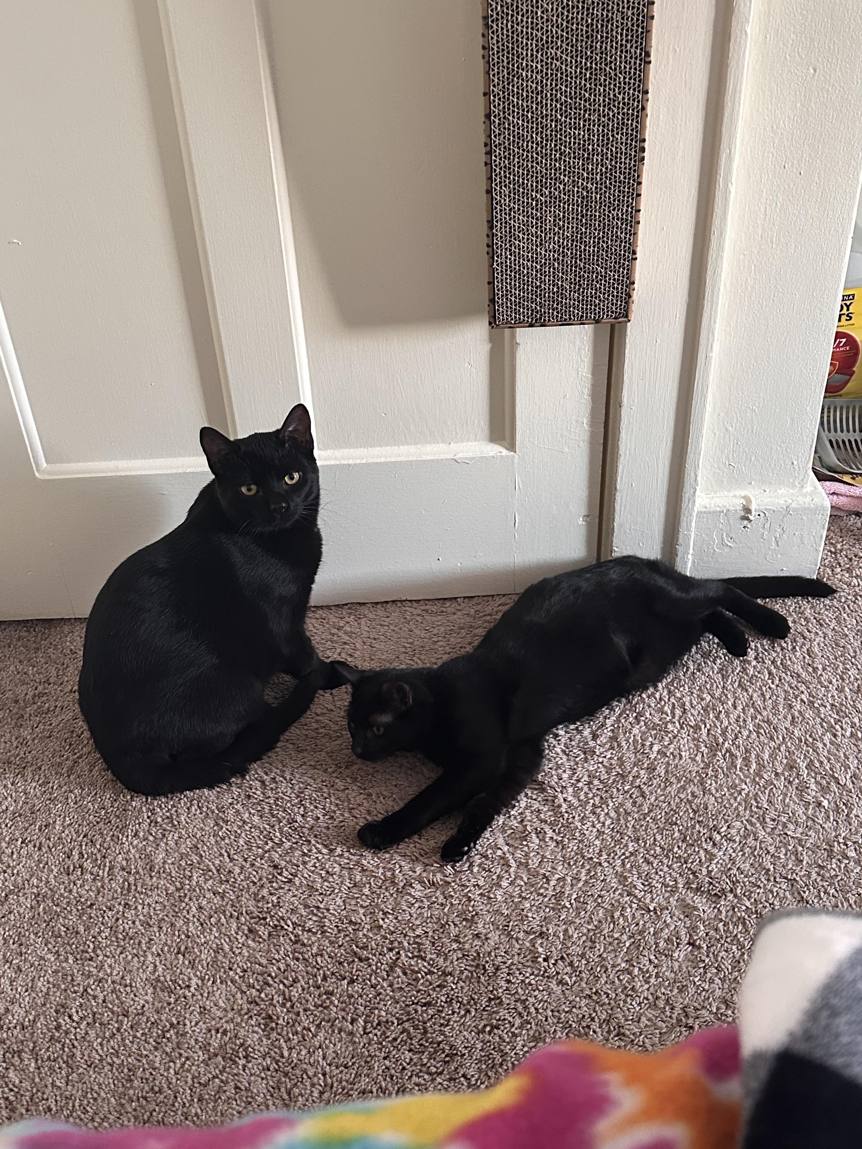 Enlarge Bacon, a ADOPTABLE Domestic Short Hair in Columbus, OH image 5/5