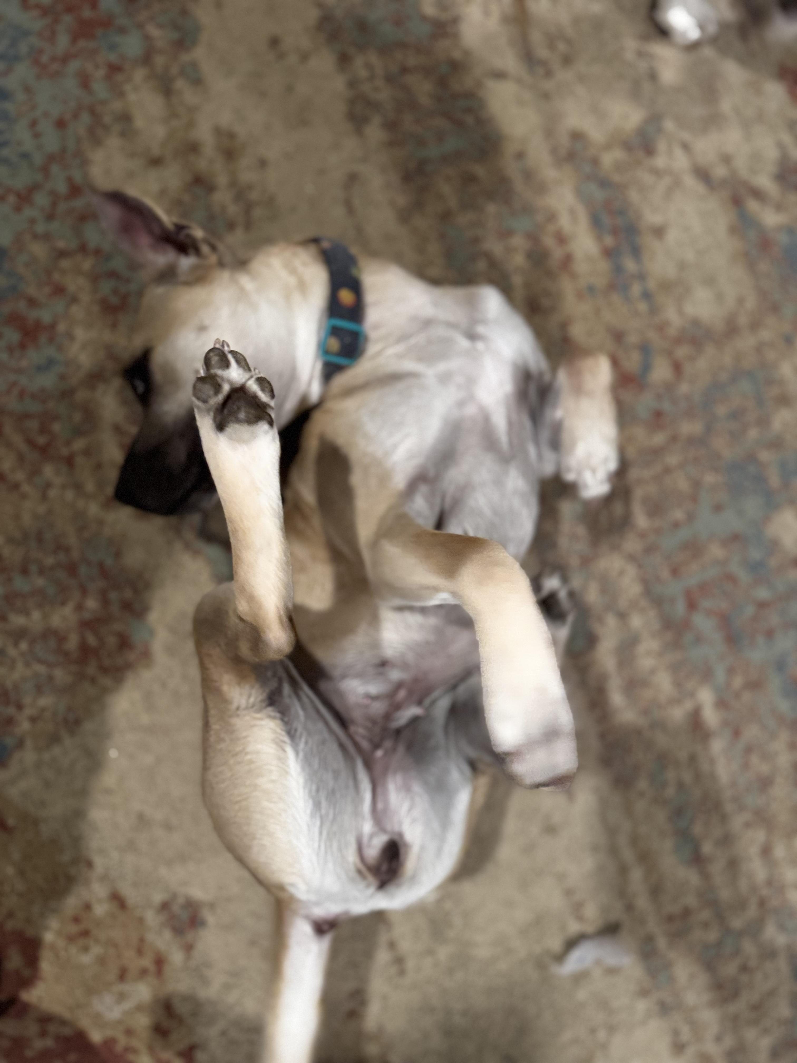 Enlarge Macie, a Adopted mixed breed in Newton, NJ image 2/4