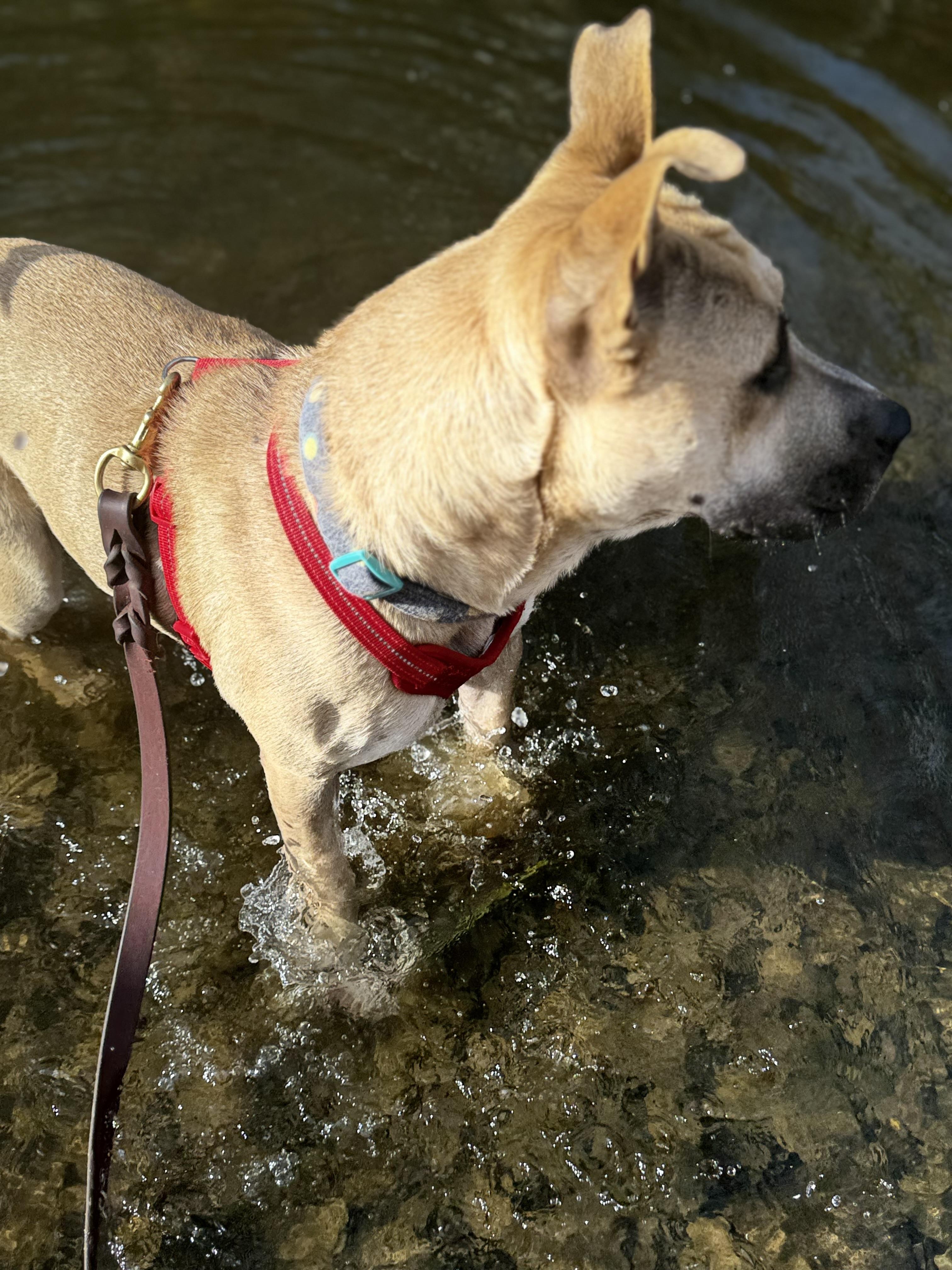 Enlarge Macie, a Adopted mixed breed in Newton, NJ image 3/4