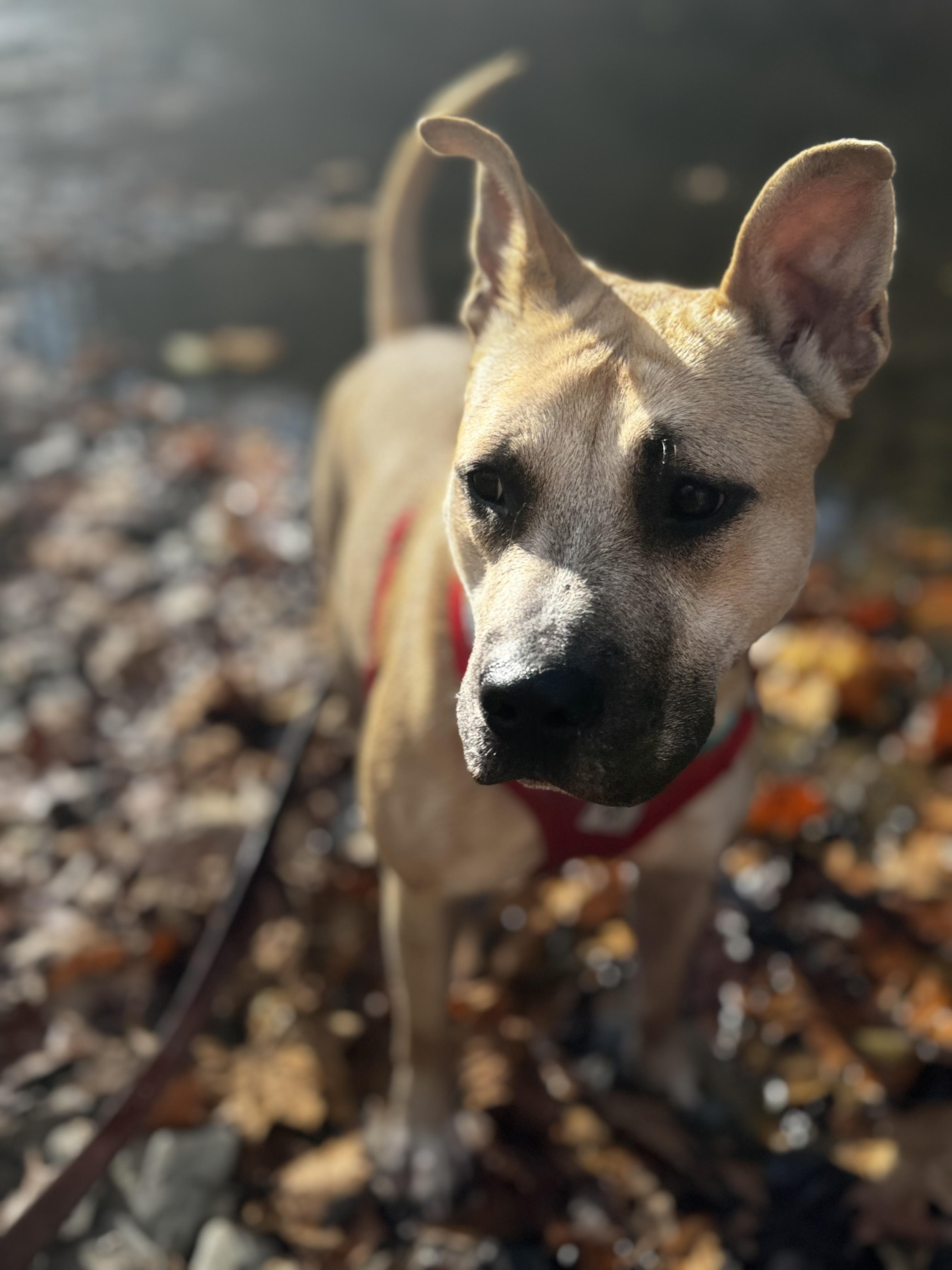 Enlarge Macie, a Adopted mixed breed in Newton, NJ image 4/4