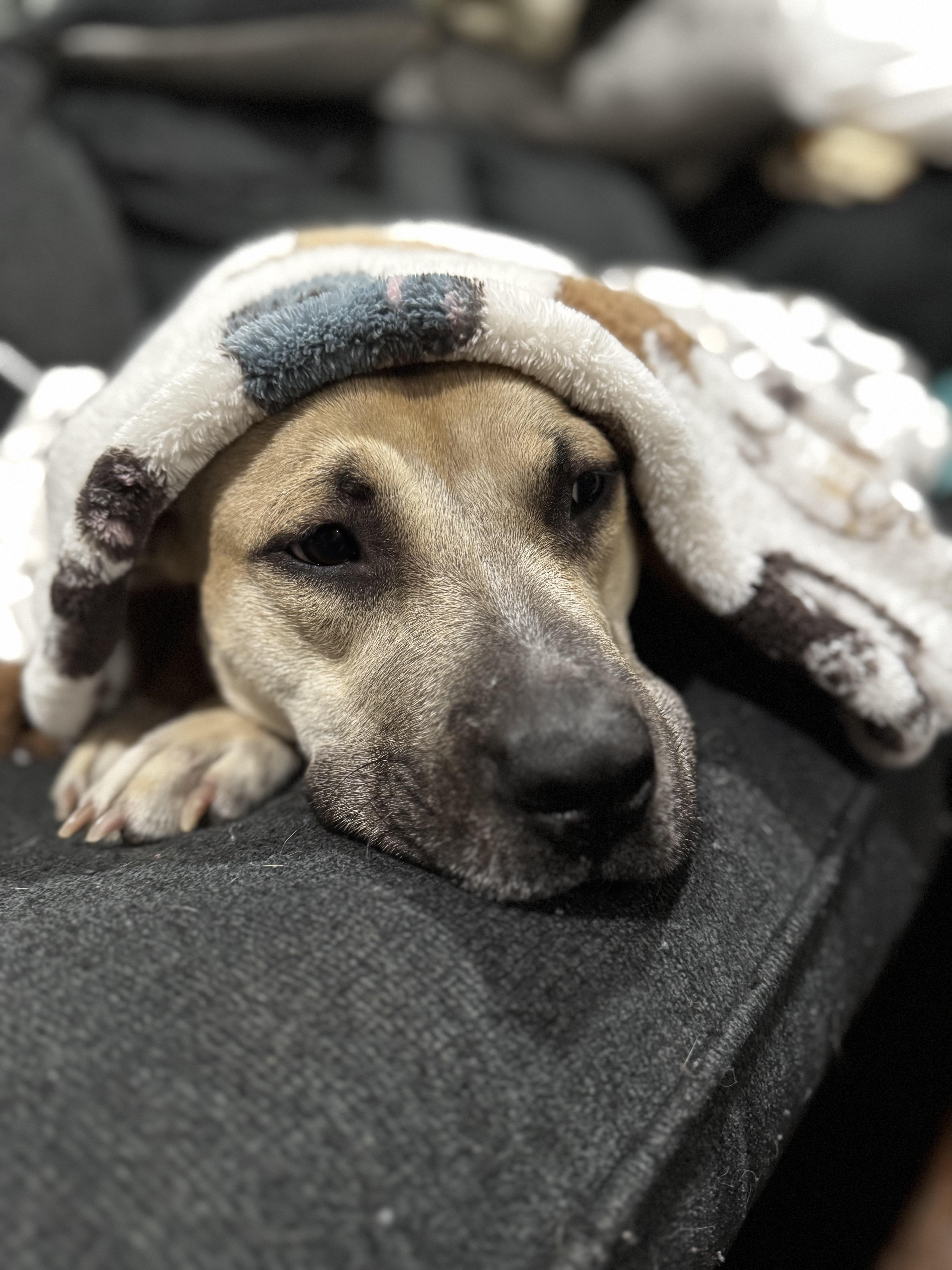 Enlarge Macie, a Adopted mixed breed in Newton, NJ image 1/4