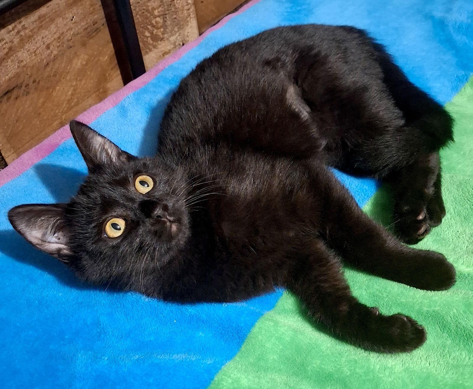 MITZI, Adoptable, Kitten Female Domestic Short Hair.