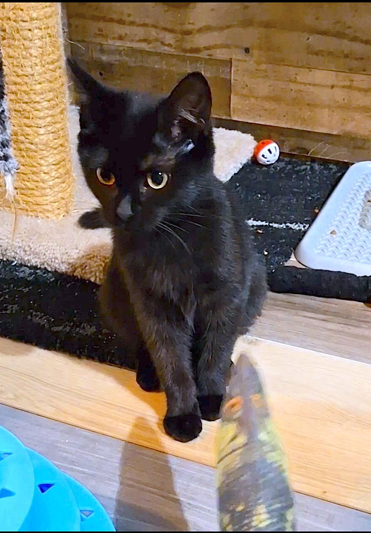 MITZI, a Adopted Domestic Short Hair in Fremont, CA image 2/3