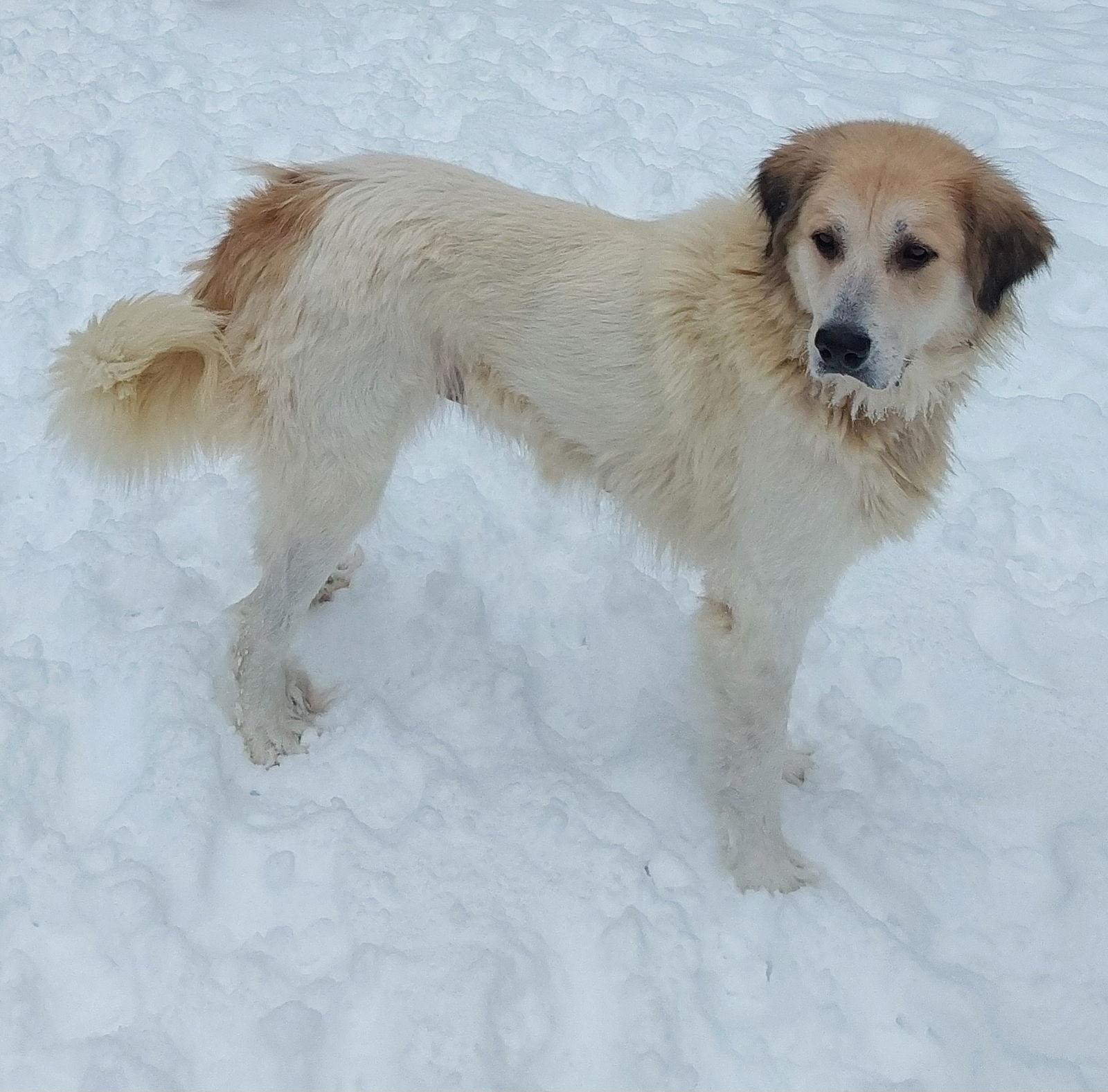 Storm, Adoptable, Adult Female Great Pyrenees.