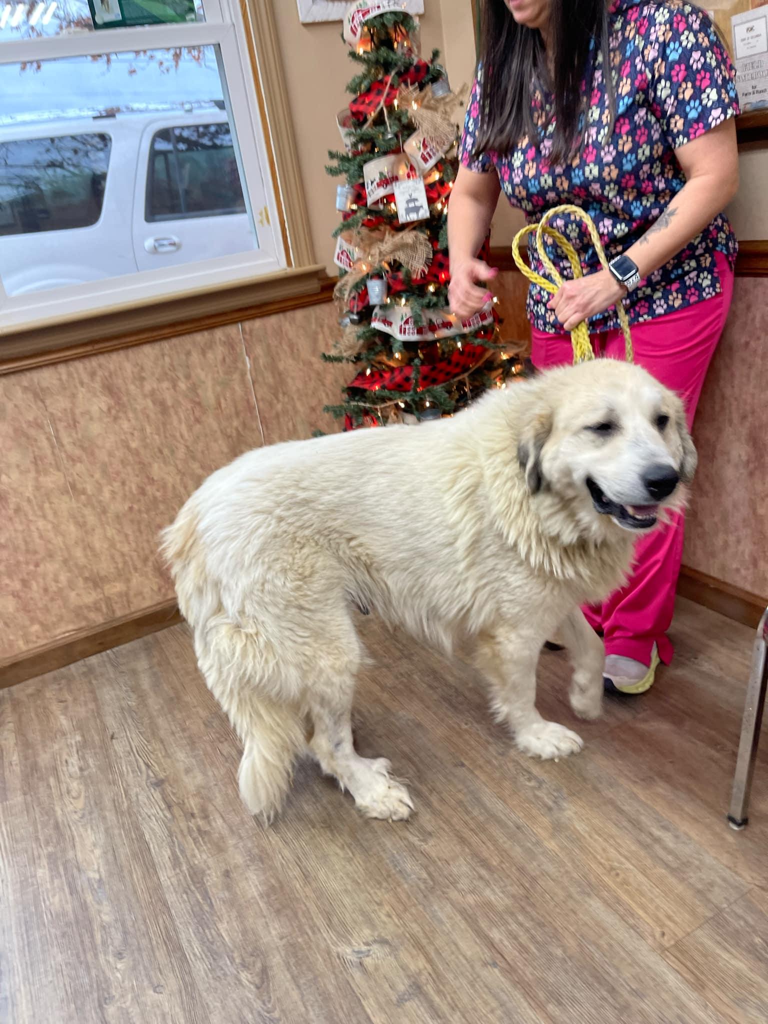 Enlarge Storm, a Adoptable Great Pyrenees in Croydon, NH image 2/3