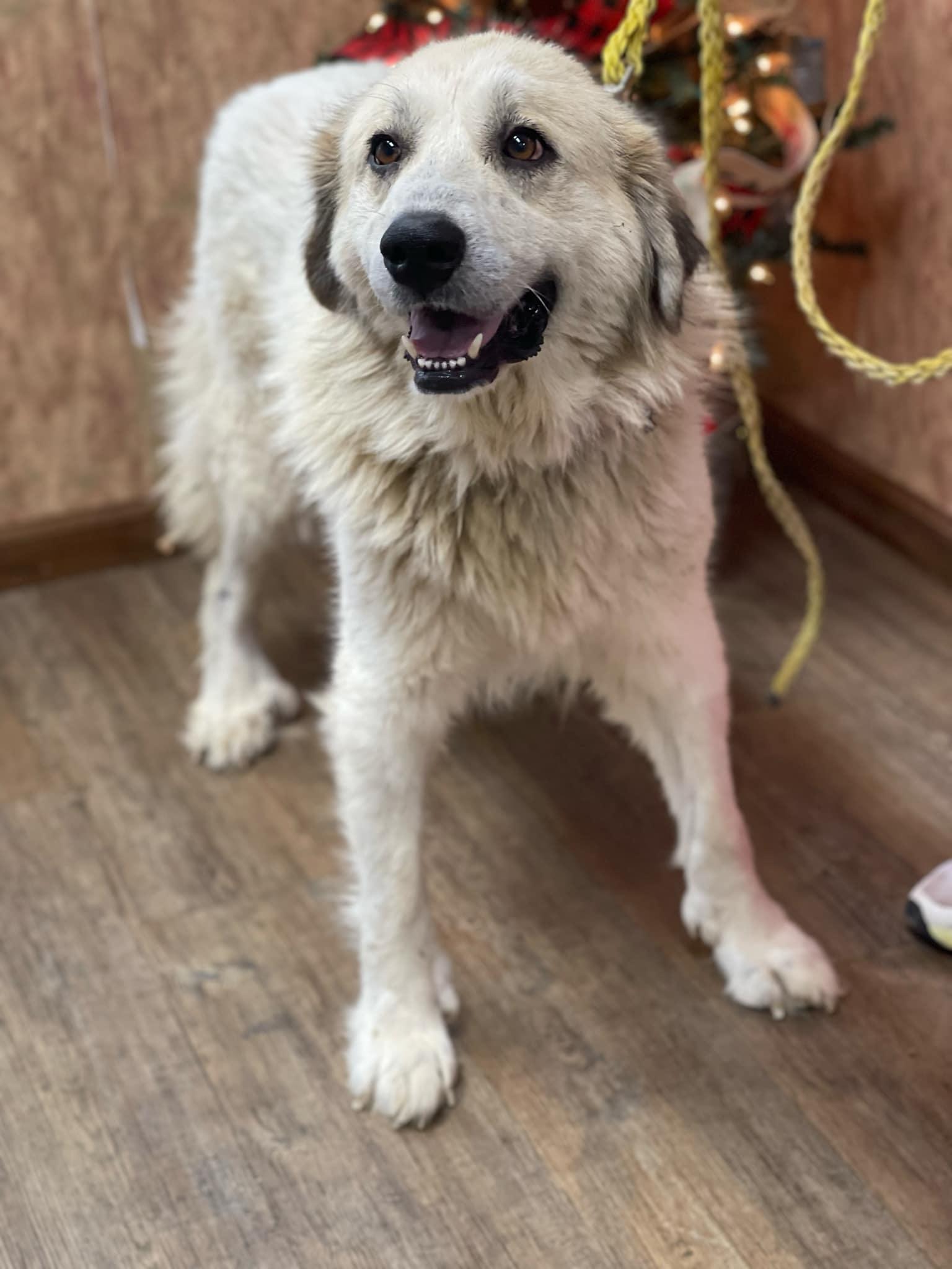 Enlarge Storm, a Adoptable Great Pyrenees in Croydon, NH image 3/3