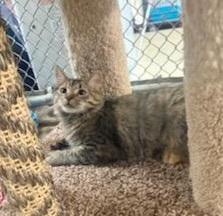 Enlarge Yuri, a Adopted Domestic Medium Hair in Durand, WI image 3/3