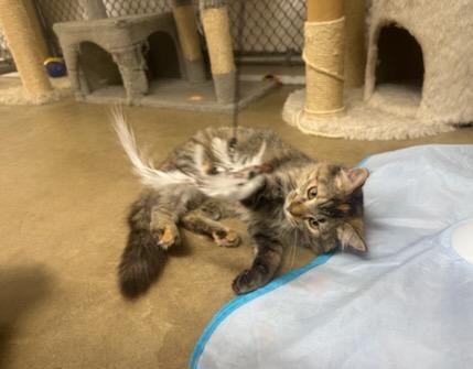 Yuri, Adopted, Kitten Female Domestic Medium Hair.