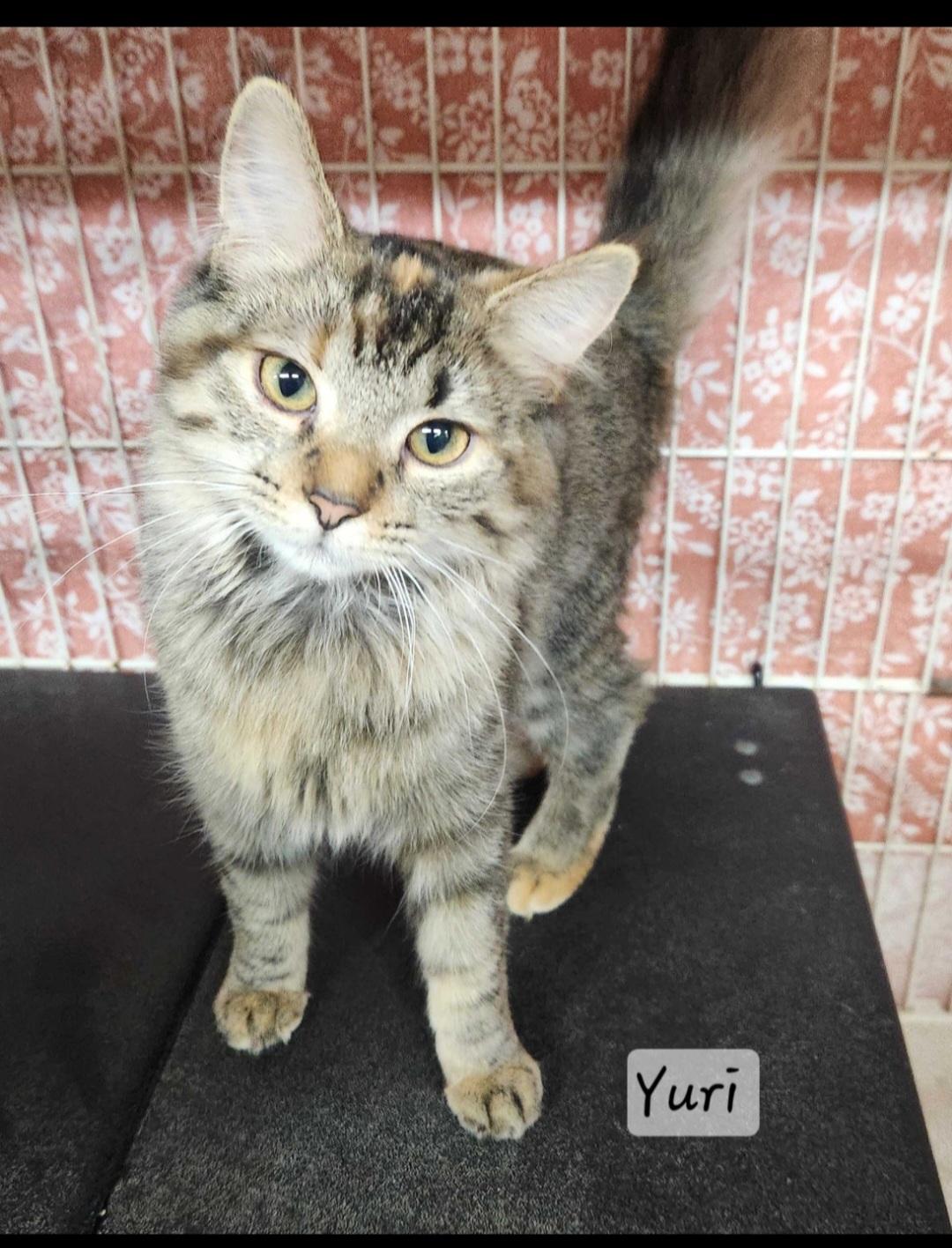 Enlarge Yuri, a Adopted Domestic Medium Hair in Durand, WI image 1/3