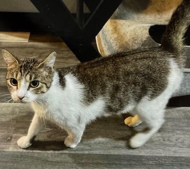 Carson, Adoptable, Adult Female Domestic Short Hair.