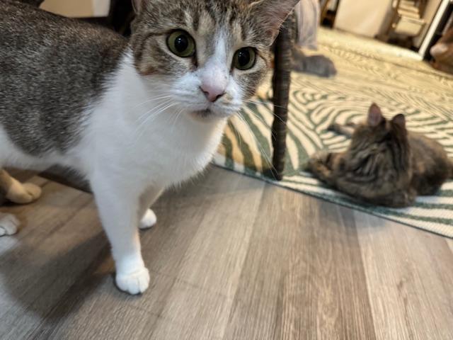 Enlarge Carson, a Adoptable Domestic Short Hair in Paducah, KY image 2/3