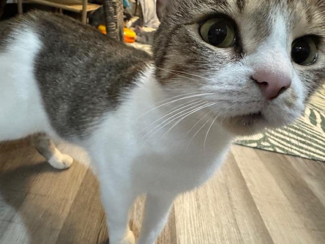 Enlarge Carson, a Adoptable Domestic Short Hair in Paducah, KY image 3/3