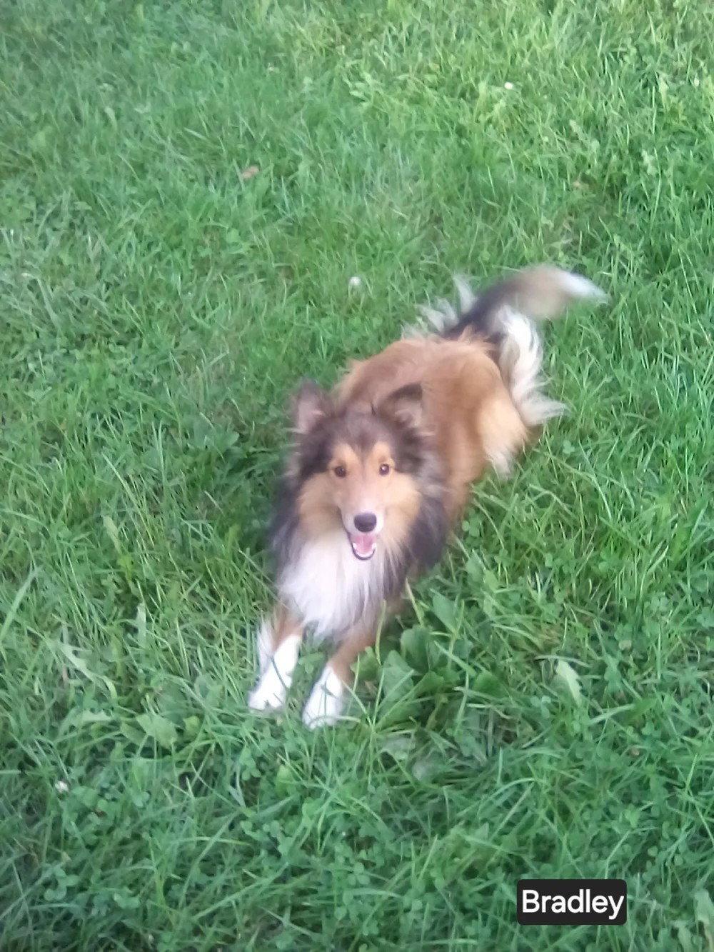 Enlarge Bradley Adoption Pending, a Adoptable Shetland Sheepdog / Sheltie in Dublin, OH image 1/1
