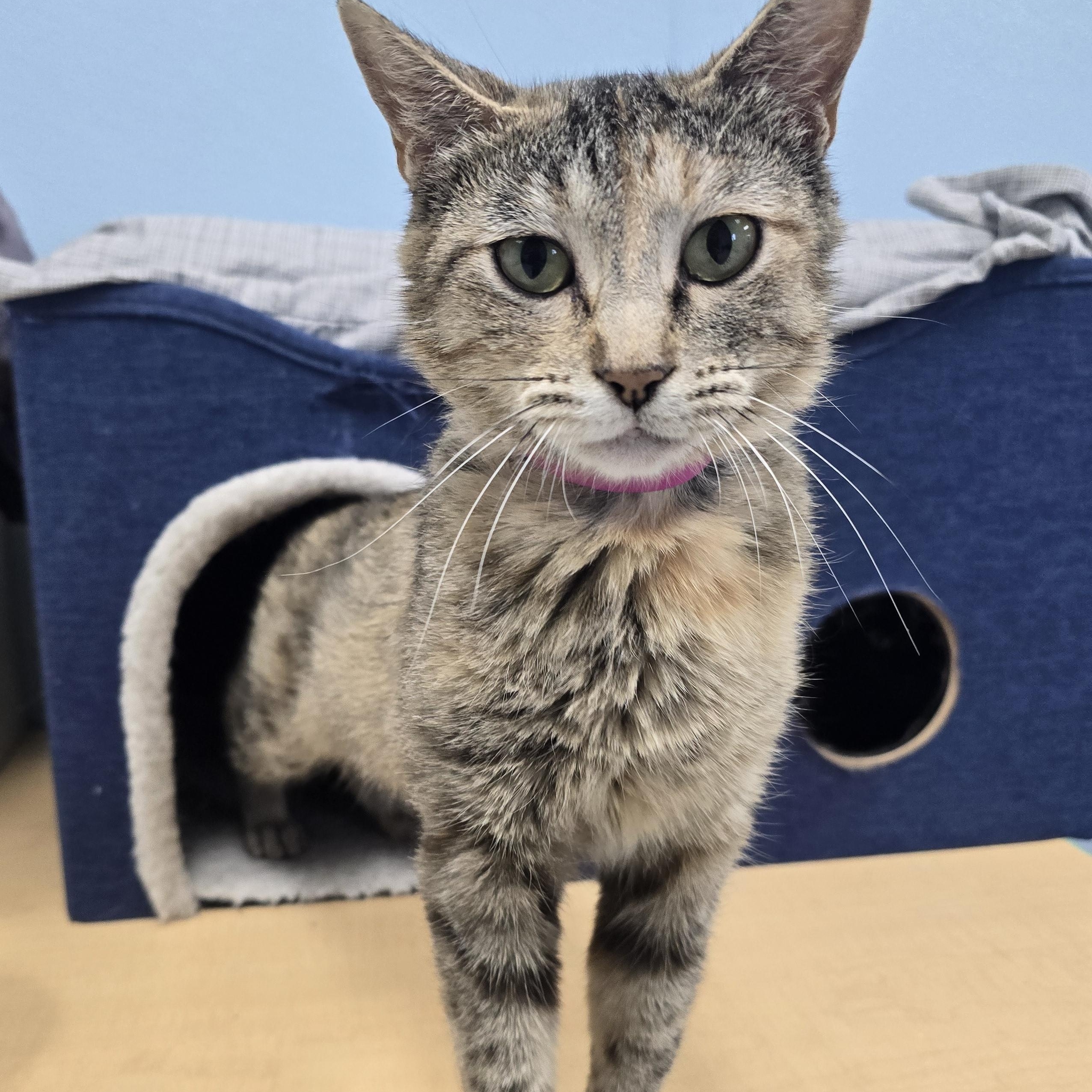 Robin, a ADOPTABLE Domestic Short Hair in Farmington, MO image 2/2